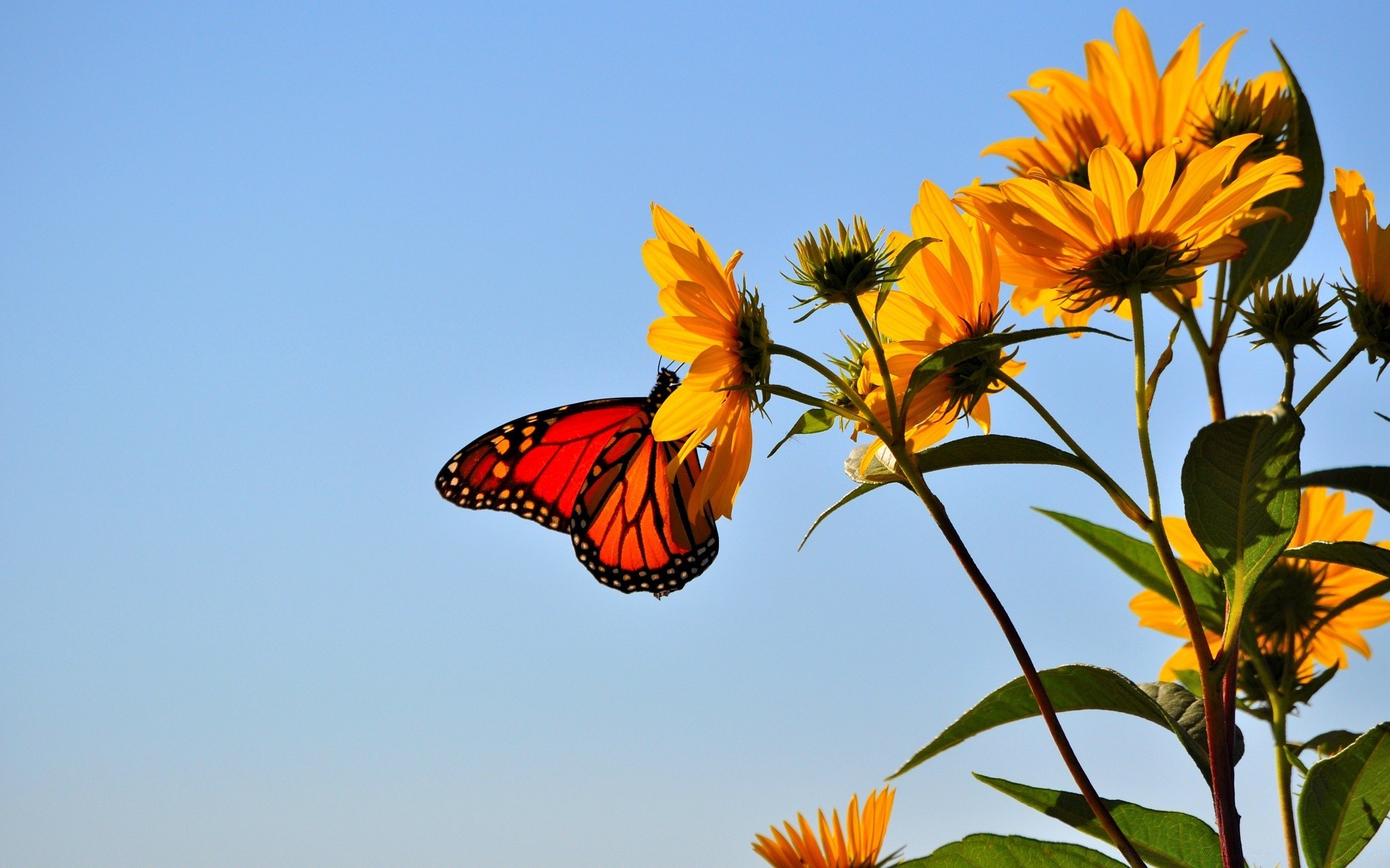 насекомые бабочка природа насекомое лето на открытом воздухе цветок хорошую погоду солнце яркий цвет красивые подсолнуха