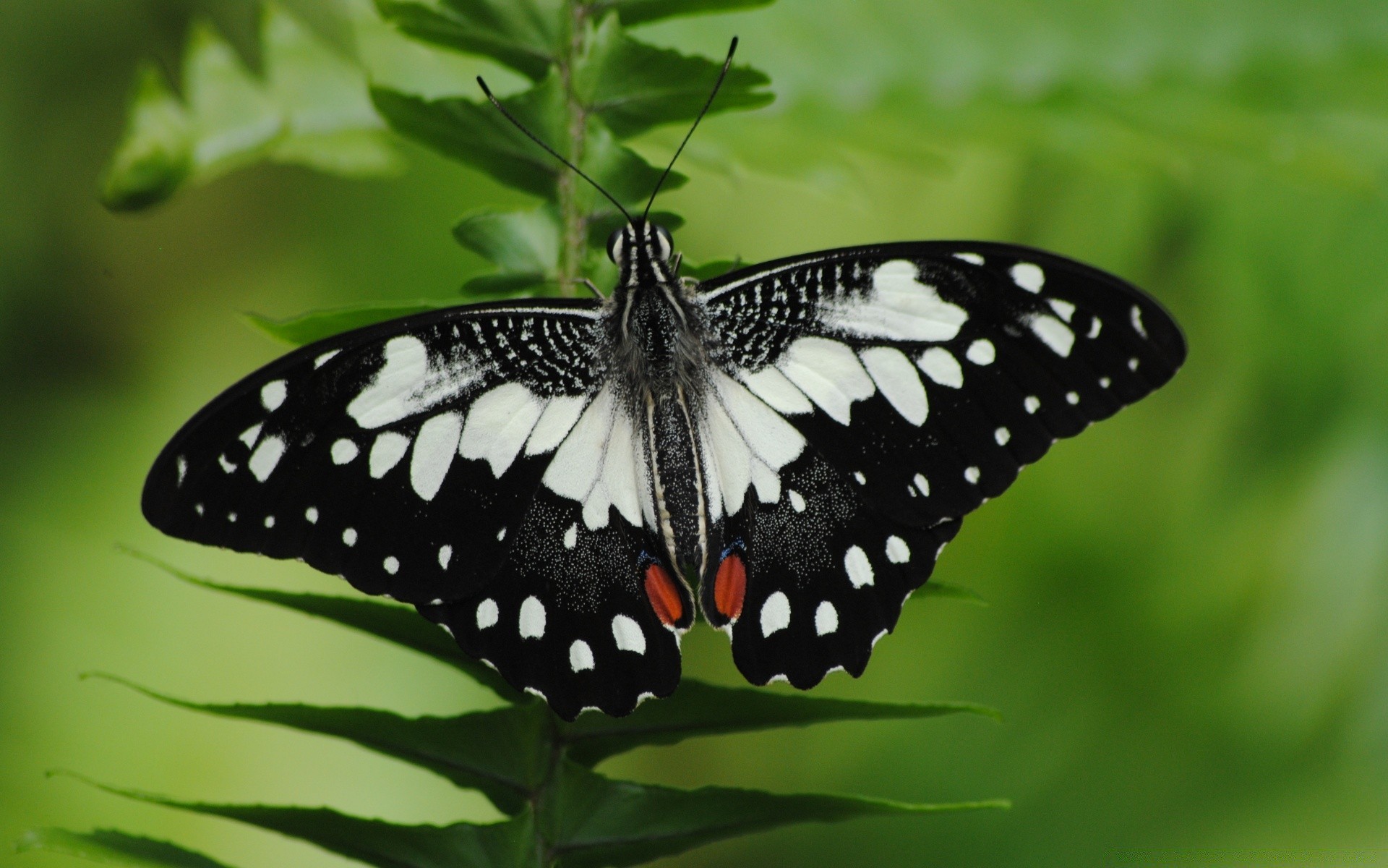 насекомые бабочка природа насекомое лето на открытом воздухе крыло дикой природы яркий лист нежный довольно беспозвоночных сад животное цветок тропический