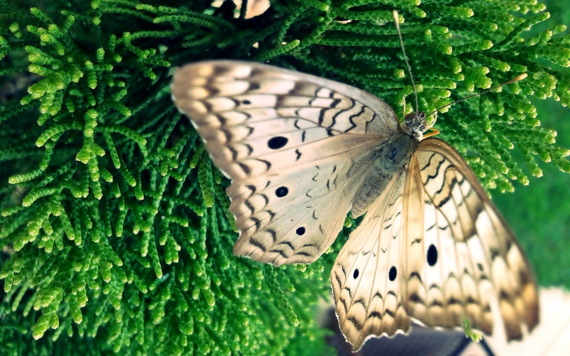 бабочка природа насекомое крыло сад красивые лето рабочего стола флора на открытом воздухе цвет биология животное дикой природы беспозвоночных лист яркий крупным планом шаблон