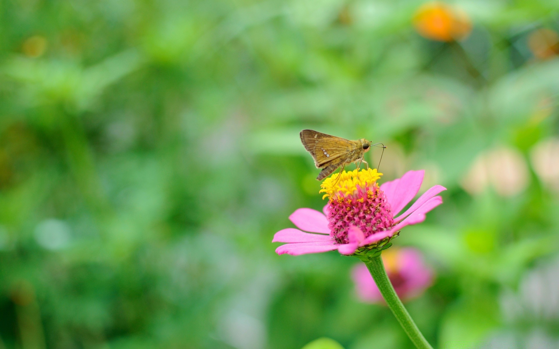 бабочка природа насекомое лето на открытом воздухе лист цветок сад мало флора трава яркий дикий хорошую погоду крыло крупным планом цвет