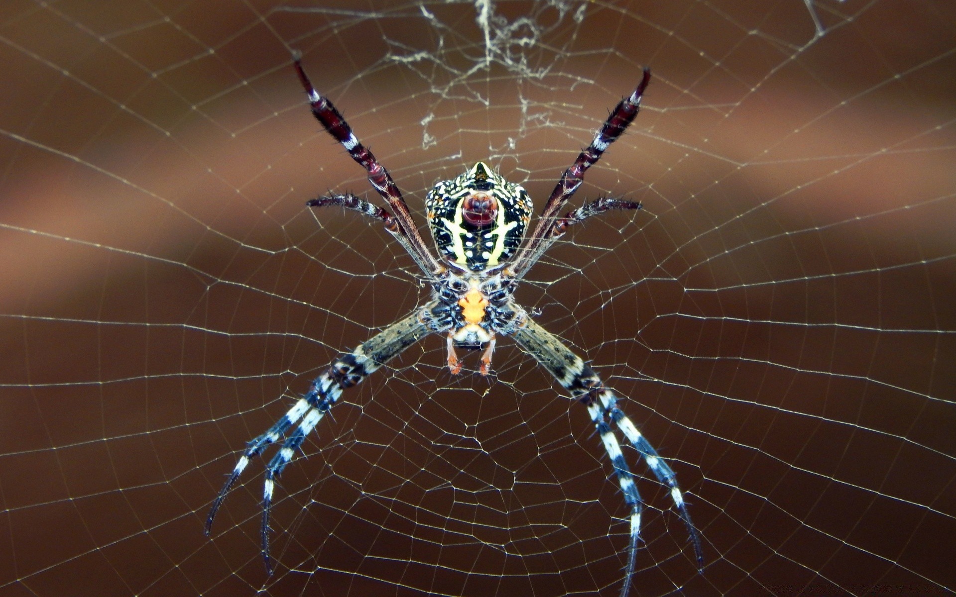 насекомые паук паукообразный паутинкой паутинку ловушка веб жутковато страшно фобия насекомое хэллоуин страх росы норовистый природа рабочего стола веном