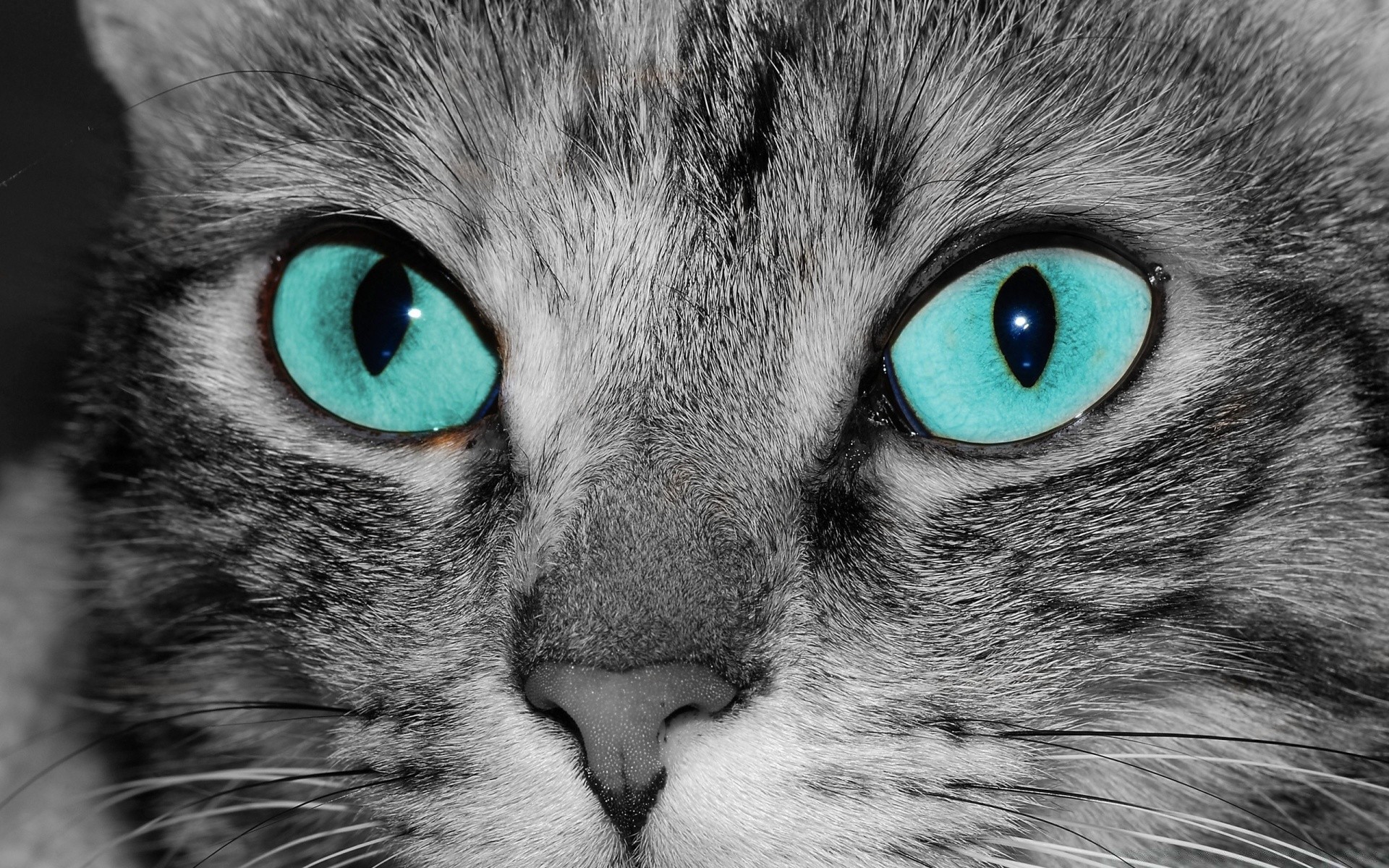 кошки кошка глаз пэт котенок животное милые мех портрет ус пуховый отечественные млекопитающее табби серый глядя пушистый нос молодой просмотр мало
