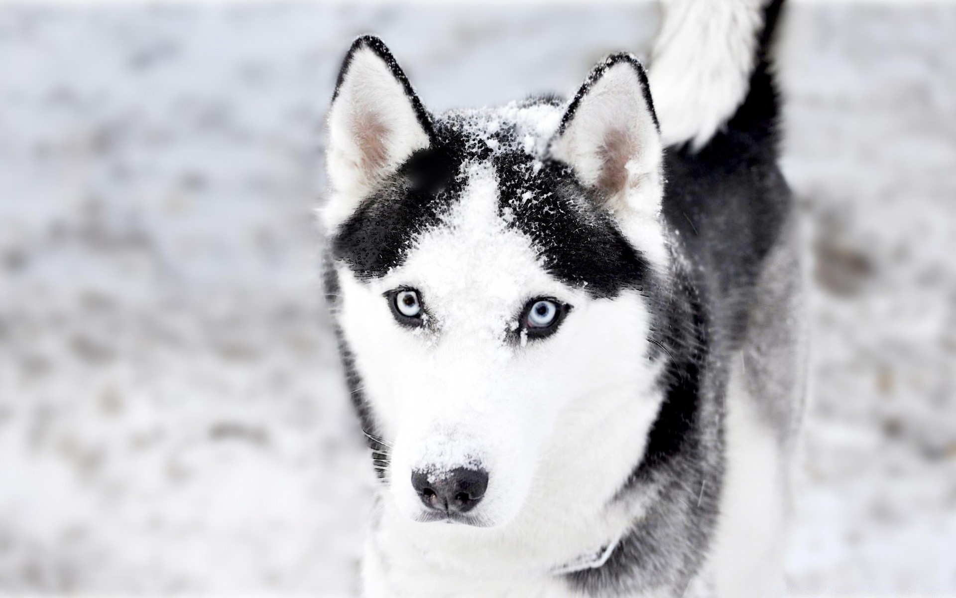 собаки собака снег зима кинолог морозный милые волк холодная портрет млекопитающее животное пэт санки один мех полярный природа просмотр глаз