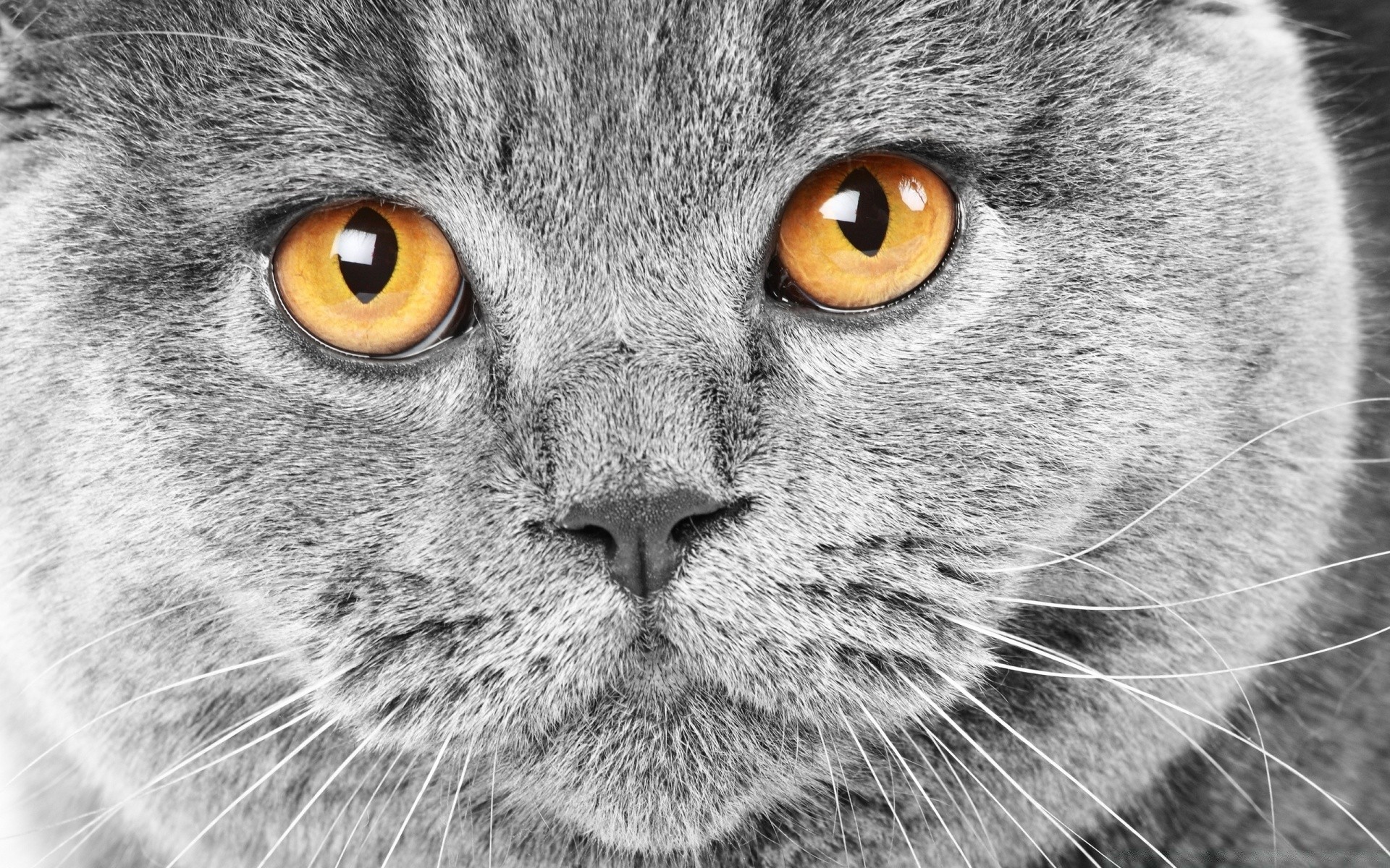 кошки кошка глаз портрет мех милые животное серый природа млекопитающее волосы просмотр дикой природы ус пуховый пэт глядя котенок