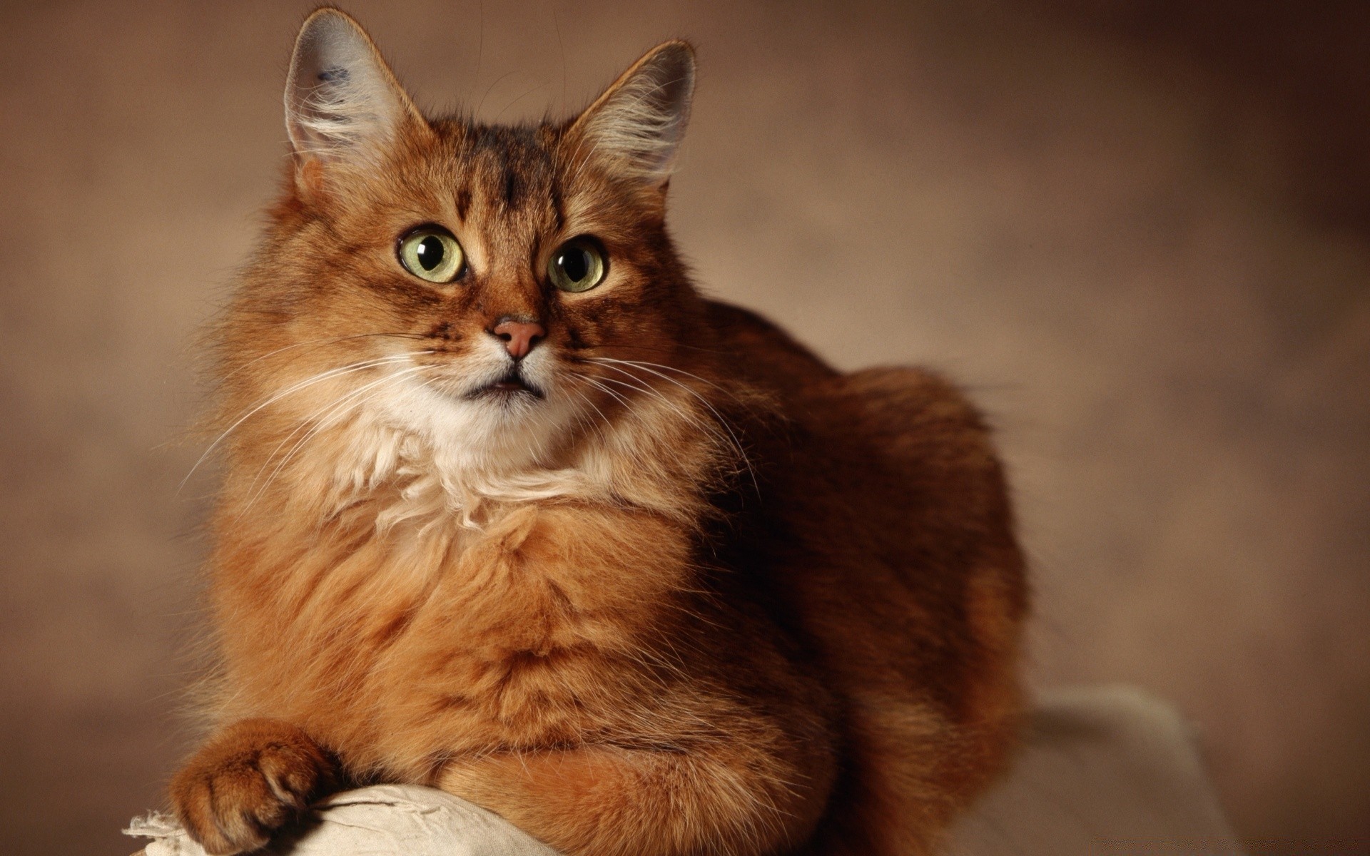 кошки кошка млекопитающее котенок портрет милые пэт глаз животное мех ус