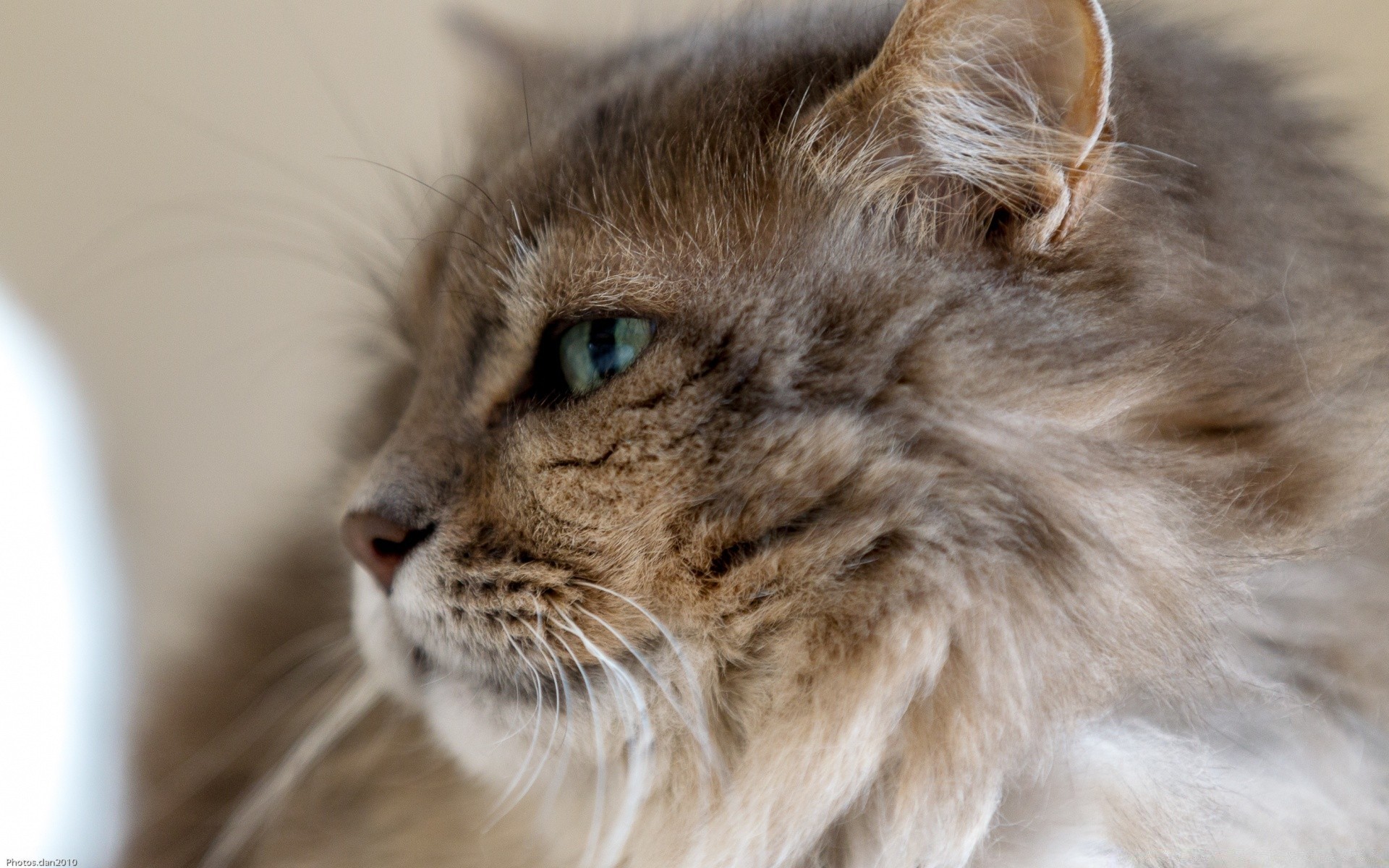 кошки кошка животное млекопитающее портрет милые котенок пэт глаз мех ус просмотр пушистый отечественные мало волосы серый