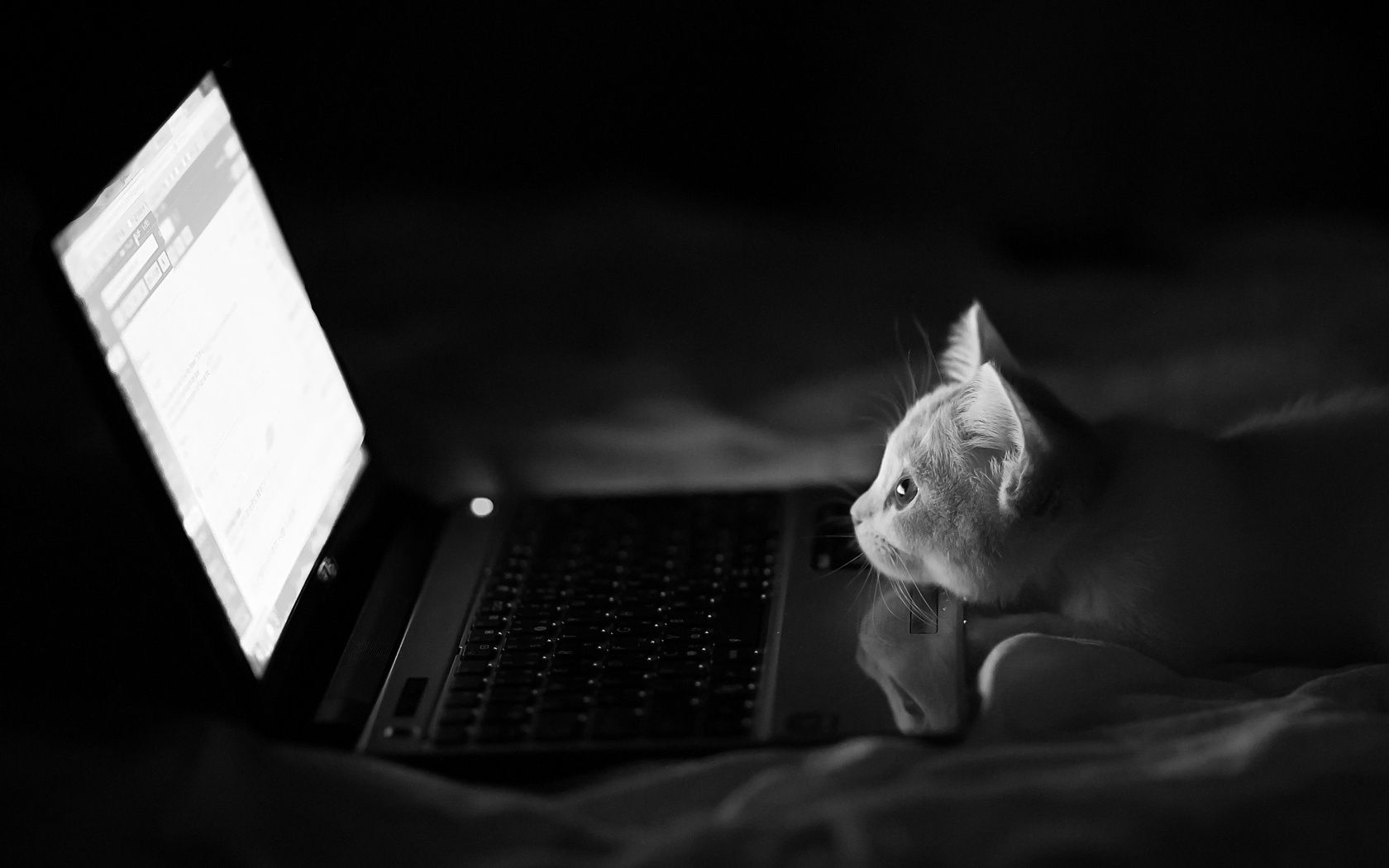 кошки монохромный один портрет ноутбук