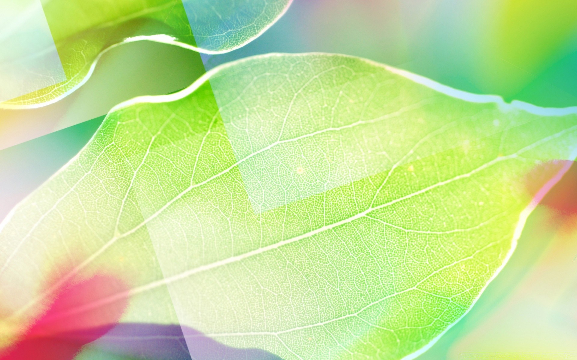 яркие краски лист природа флора яркий аннотация рабочего стола дождь лето цвет сад рост