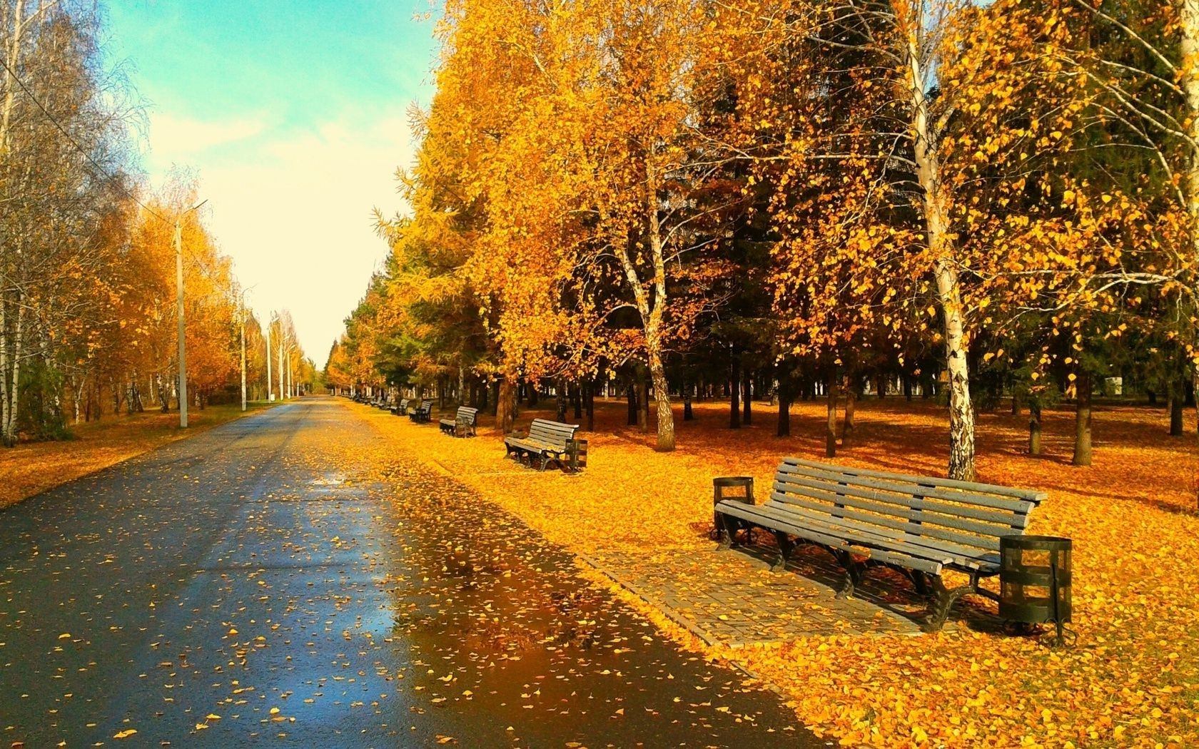 осень осень дерево дорога лист на открытом воздухе древесины пейзаж парк сезон руководство живописный природа скамейка сельской местности аллея переулок сельских