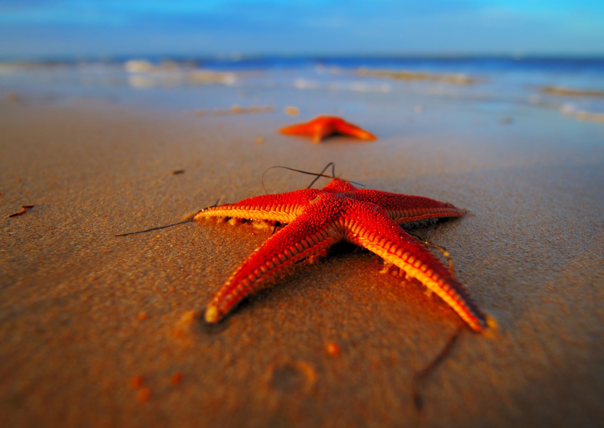 макросъемка пляж песок океан моря море воды морская звезда солнце отпуск путешествия лето природа