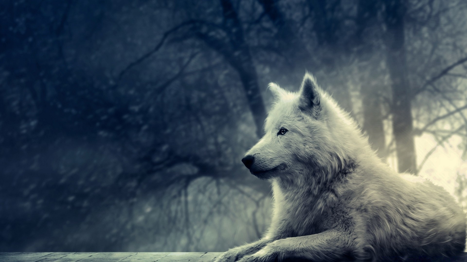 фэнтези снег зима волк млекопитающее на открытом воздухе природа морозный холодная собака один