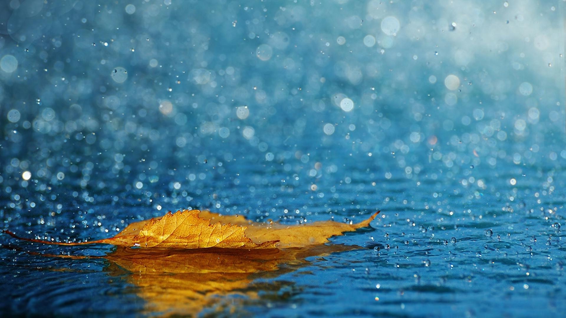 листья мокрый воды всплеск дождь чистота отражение волна природа падение бирюза море пузырь жидкость чистые пульсация