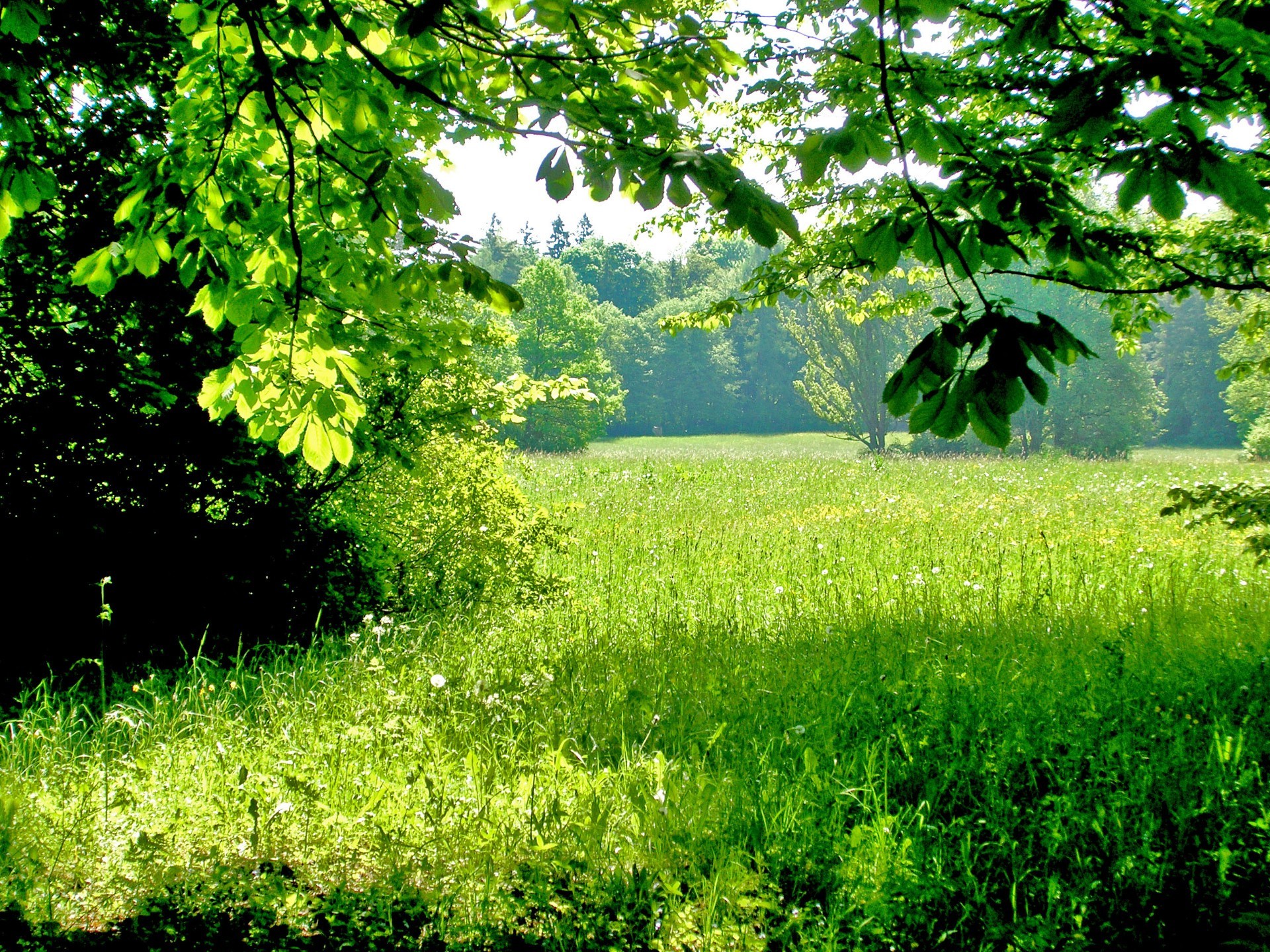 лето природа лист пейзаж древесины дерево флора пышные трава рост среды сельских сезон рассвет живописный парк хорошую погоду сцена на открытом воздухе солнце