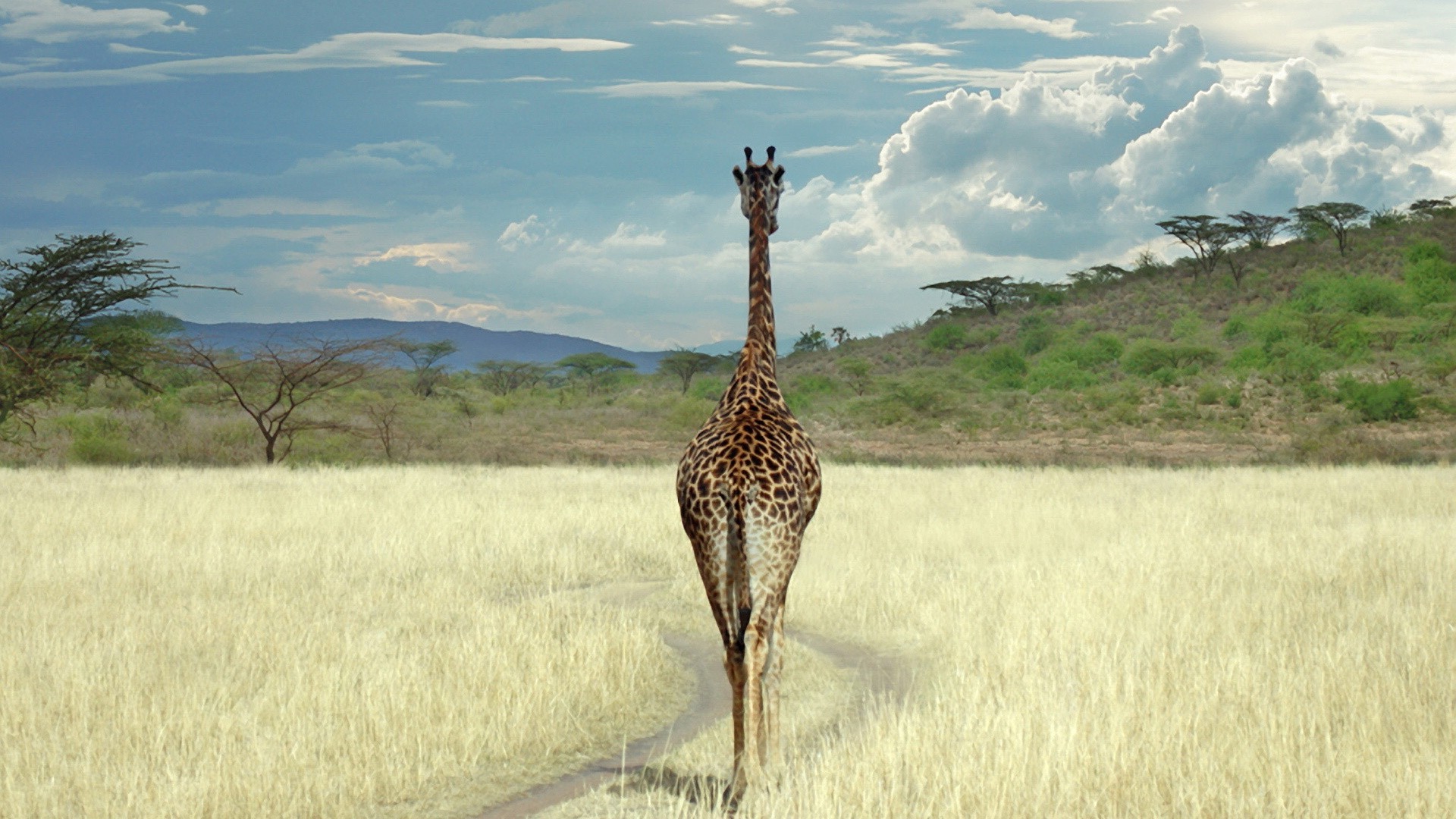 жирафы природа дикой природы на открытом воздухе трава дикий путешествия сафари жираф пейзаж млекопитающее поле