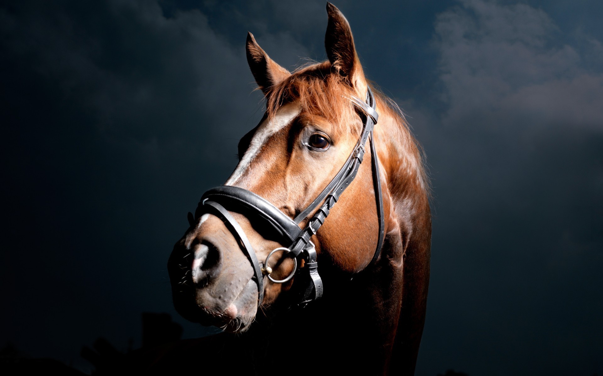 лошади портрет млекопитающее один конница животное
