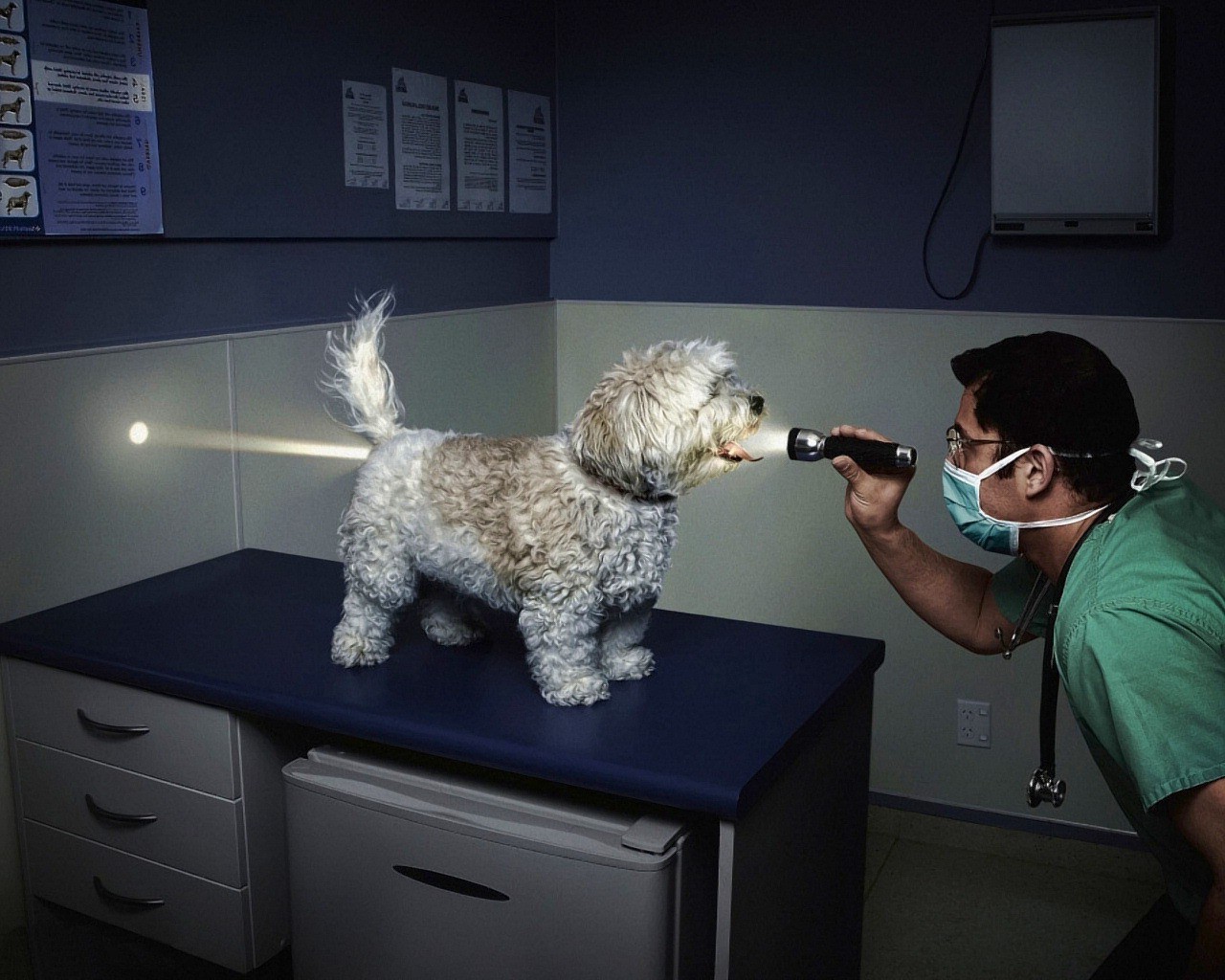 животные млекопитающее номер медицина кинолог в помещении собака взрослый пэт один контроль здравоохранения больница телевизор выставка технология кошка носить