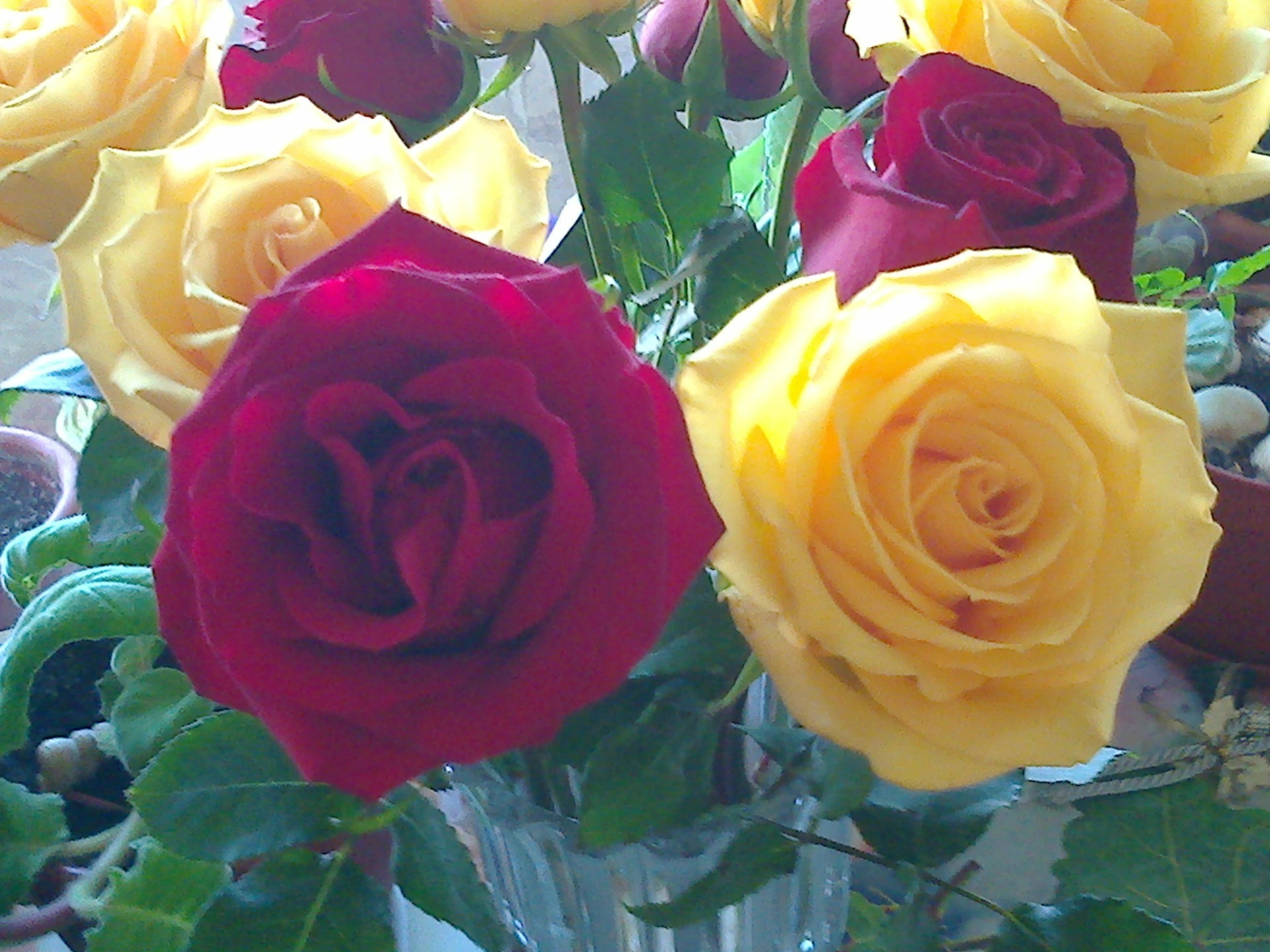цветы роза любовь букет романтика подарок свадьба цветок юбилей лепесток цветочные блюминг праздник романтический день рождения флорист брак любовь невеста расположение флора