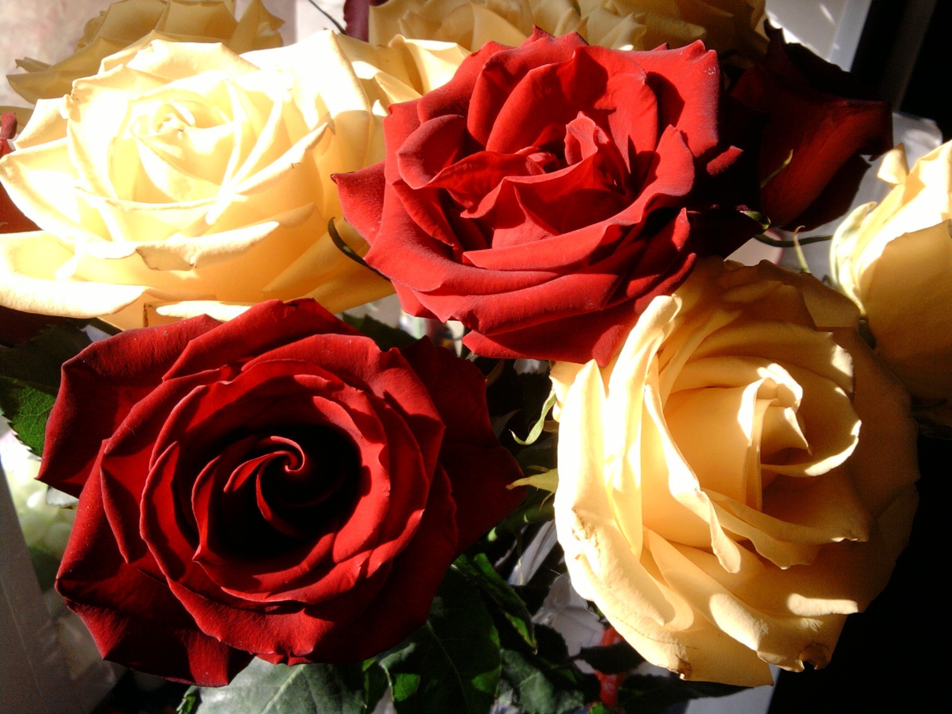 цветы роза любовь романтика свадьба романтический цветок лепесток день рождения любовь букет подарок праздник юбилей цветочные лист