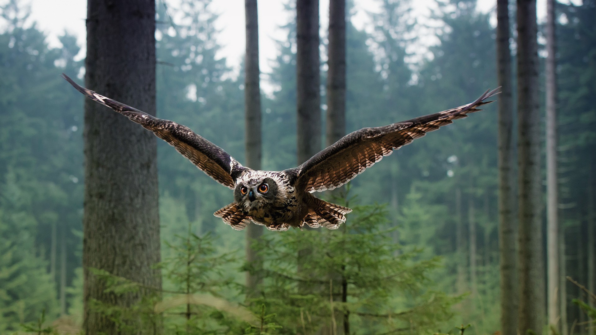 животные древесины природа раптор дерево птица дикой природы на открытом воздухе дикий орел портрет дневной свет