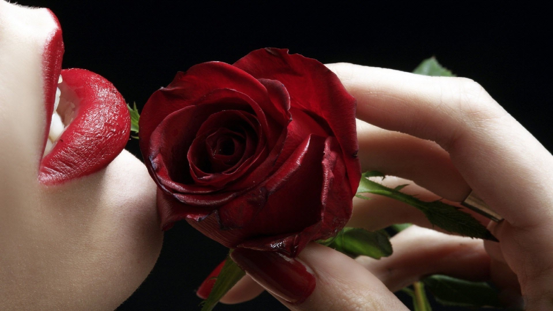 цветы роза цветок любовь свадьба романтика лепесток цветочные романтический подарок красивые юбилей любовь невеста блюминг лист брак букет природа участие флора
