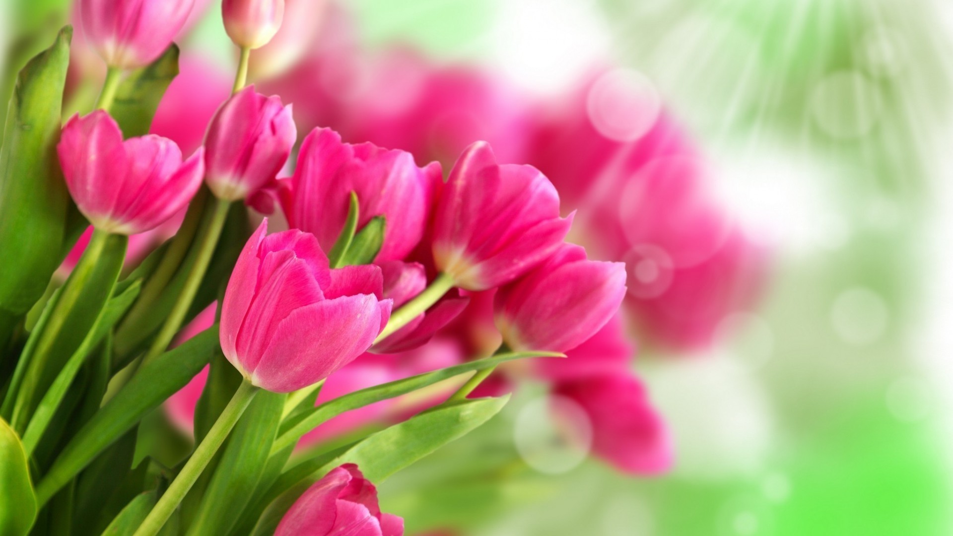 тюльпаны природа флора сад лист лето цветок яркий рост цвет цветочные лепесток блюминг тюльпан крупным планом красивые букет