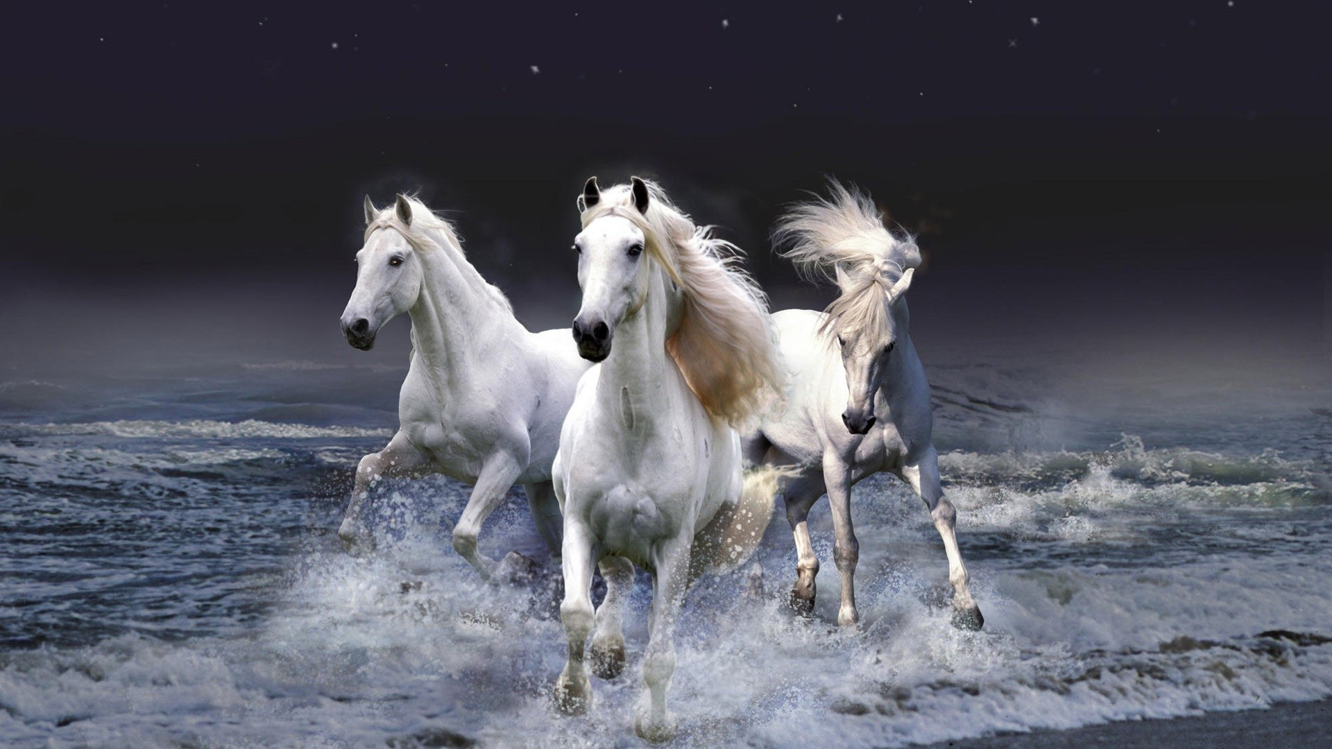 лошади млекопитающее конница лошадь маре коневодство жеребец мане животное быстро пони мустанг на открытом воздухе конный действие два породистые движения свобода один