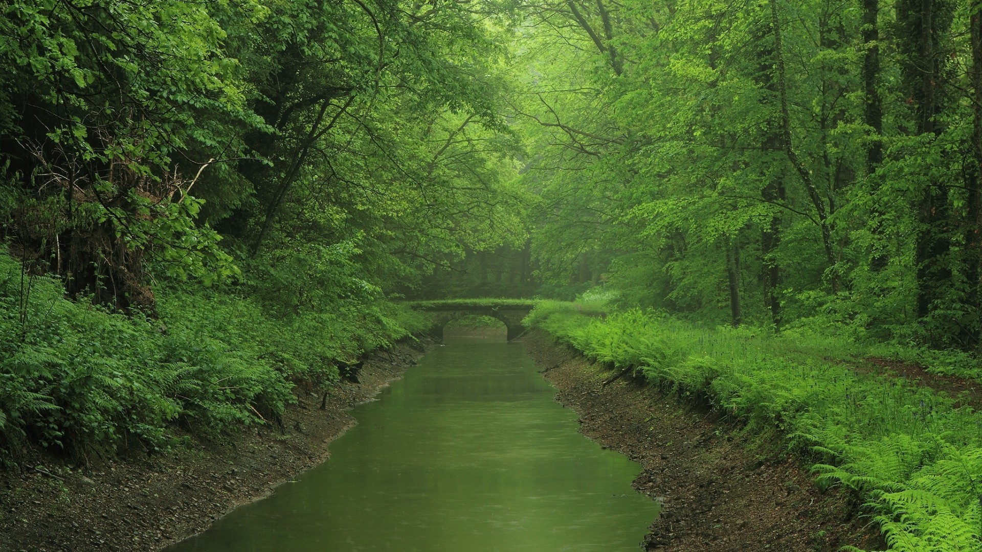 реки пруды и ручьи прудов и ручьев древесины пейзаж дерево природа лист на открытом воздухе пышные воды лето путешествия среды дневной свет парк живописный
