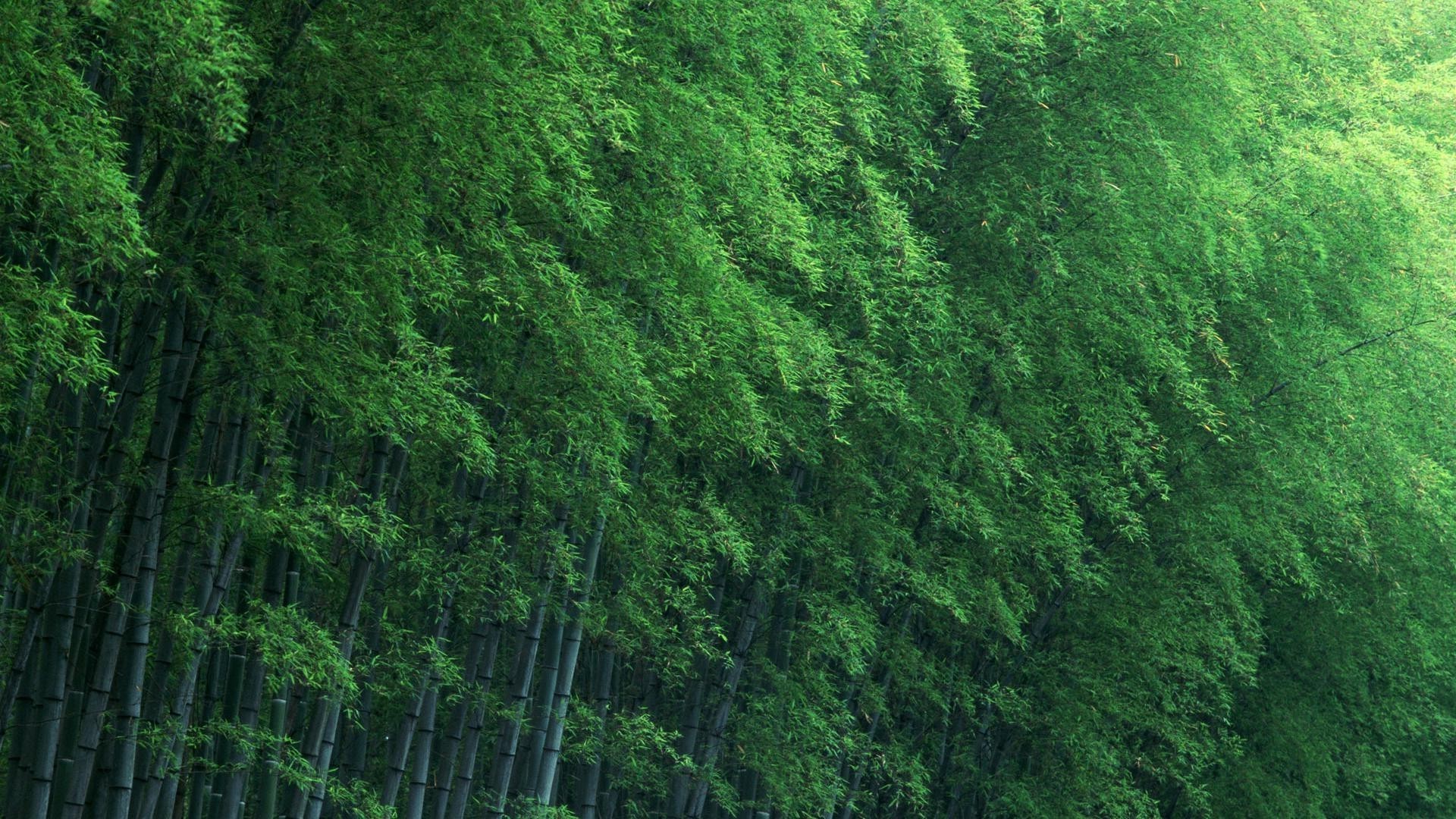 лес лист рабочего стола древесины пышные природа дерево текстура на открытом воздухе обои пейзаж