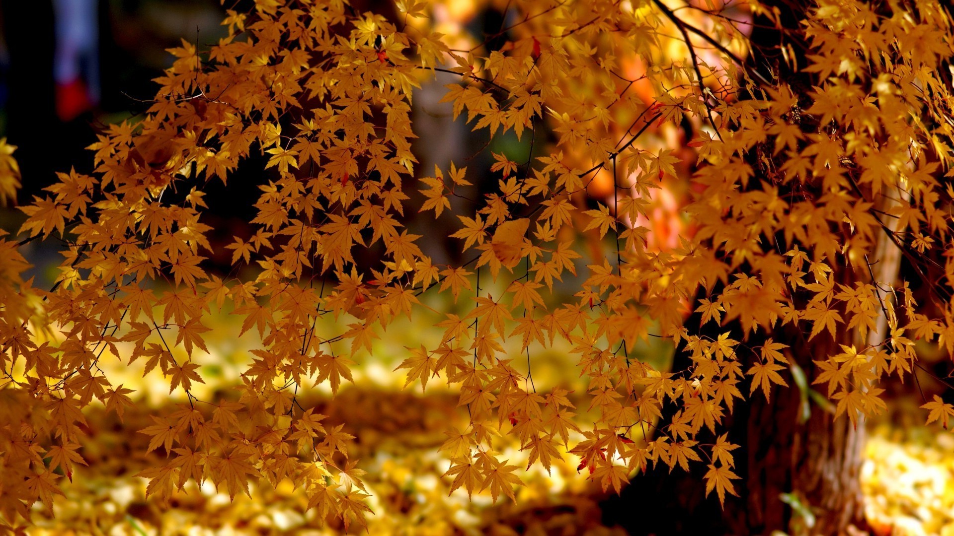 осень осень лист сезон природа кленовый яркий древесины флора на открытом воздухе дерево золото парк цвет хорошую погоду