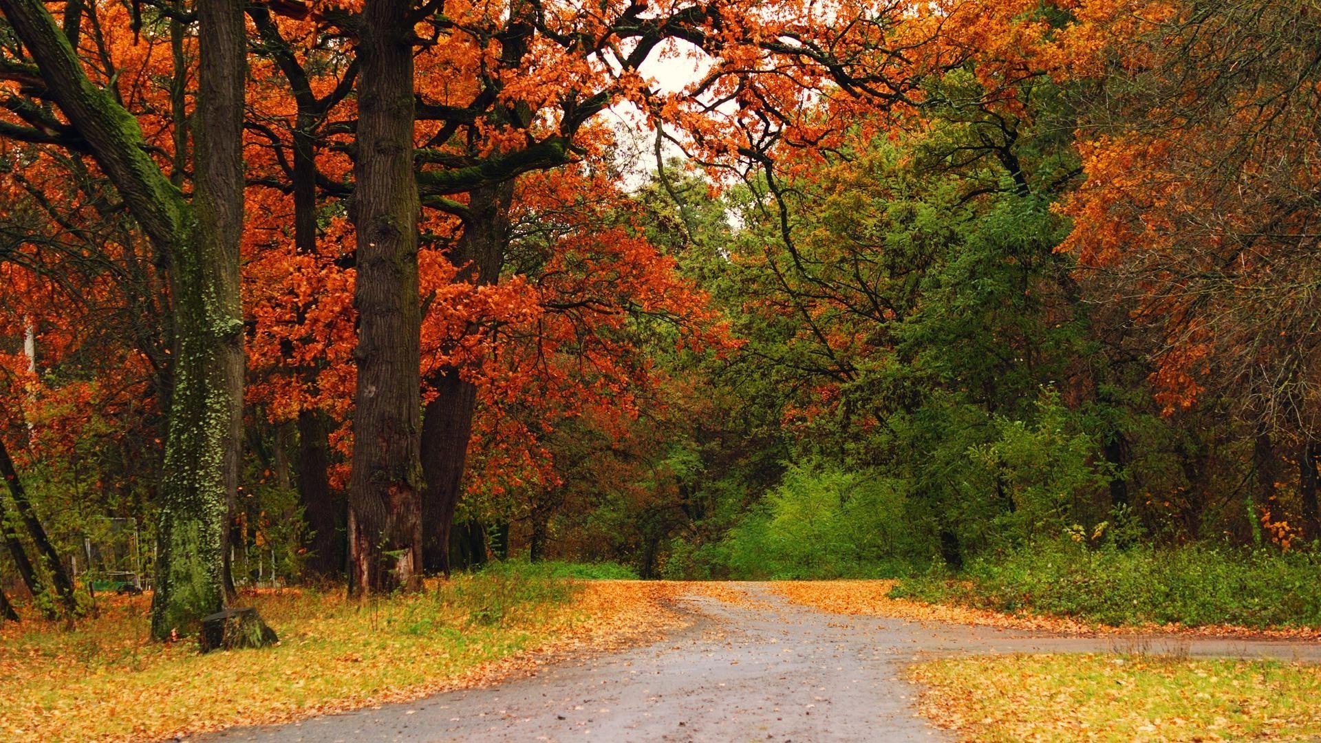осень осень лист дерево древесины на открытом воздухе природа пейзаж кленовый парк пышные живописный дорога сельской местности