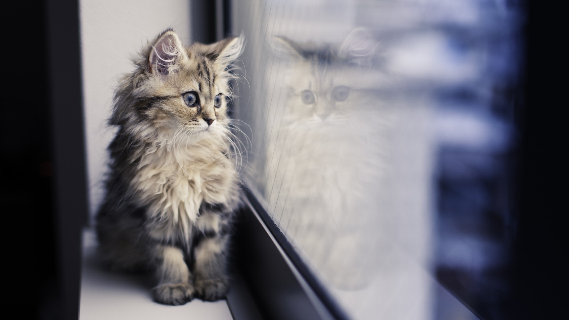 кошки кошка млекопитающее портрет пэт животное один котенок на открытом воздухе