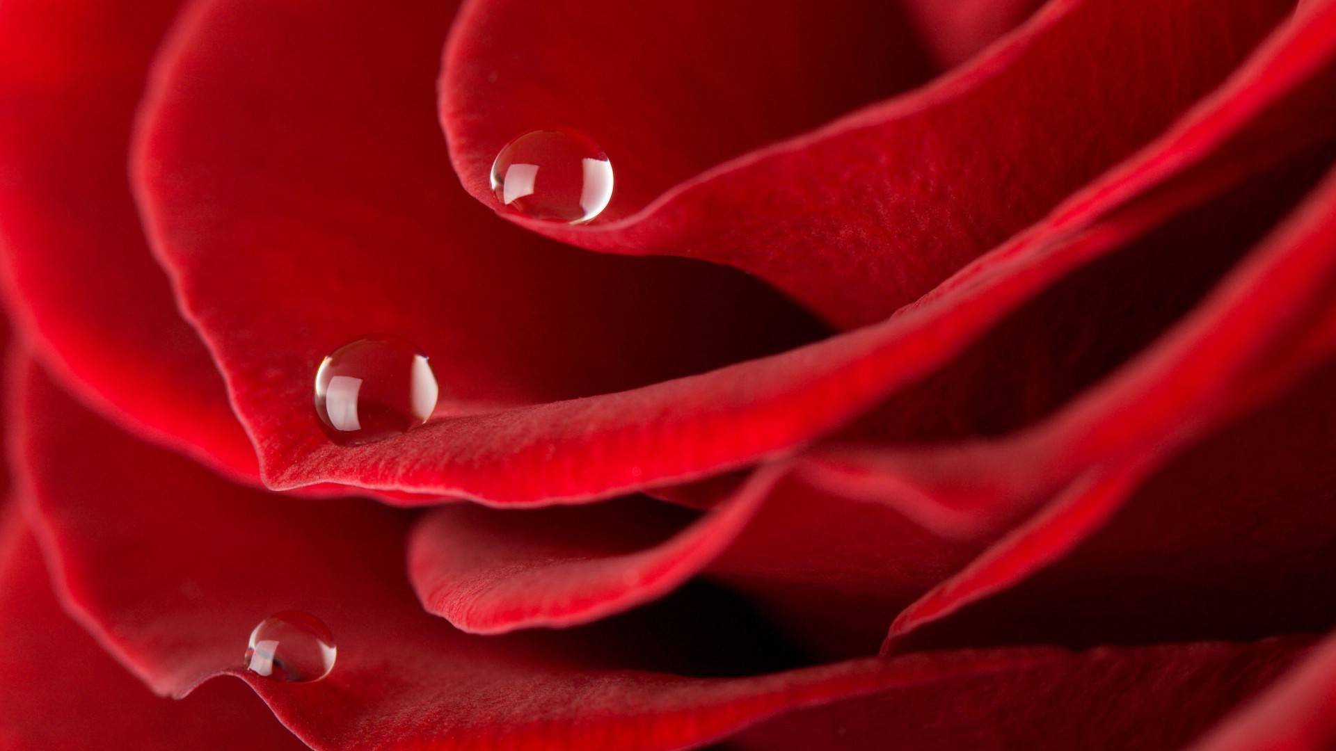 крупным планом любовь романтика роза романтический цветок нежный флора лепесток ботанический юбилей цвет сад блюминг красивые природа росы подарок рабочего стола падение