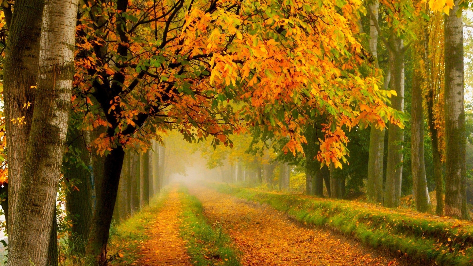осень осень лист древесины дерево кленовый природа парк пейзаж туман туман рассвет на открытом воздухе живописный сезон дорога пышные хорошую погоду сельской местности аллея