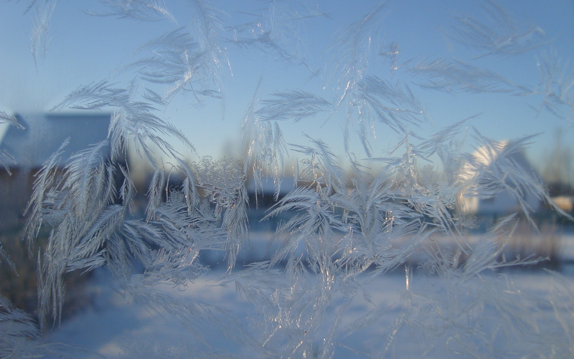 узоры зима снег холодная мороз замороженные лед сезон природа погода рабочего стола пейзаж морозный свет ледяной цвет хорошую погоду среды отражение