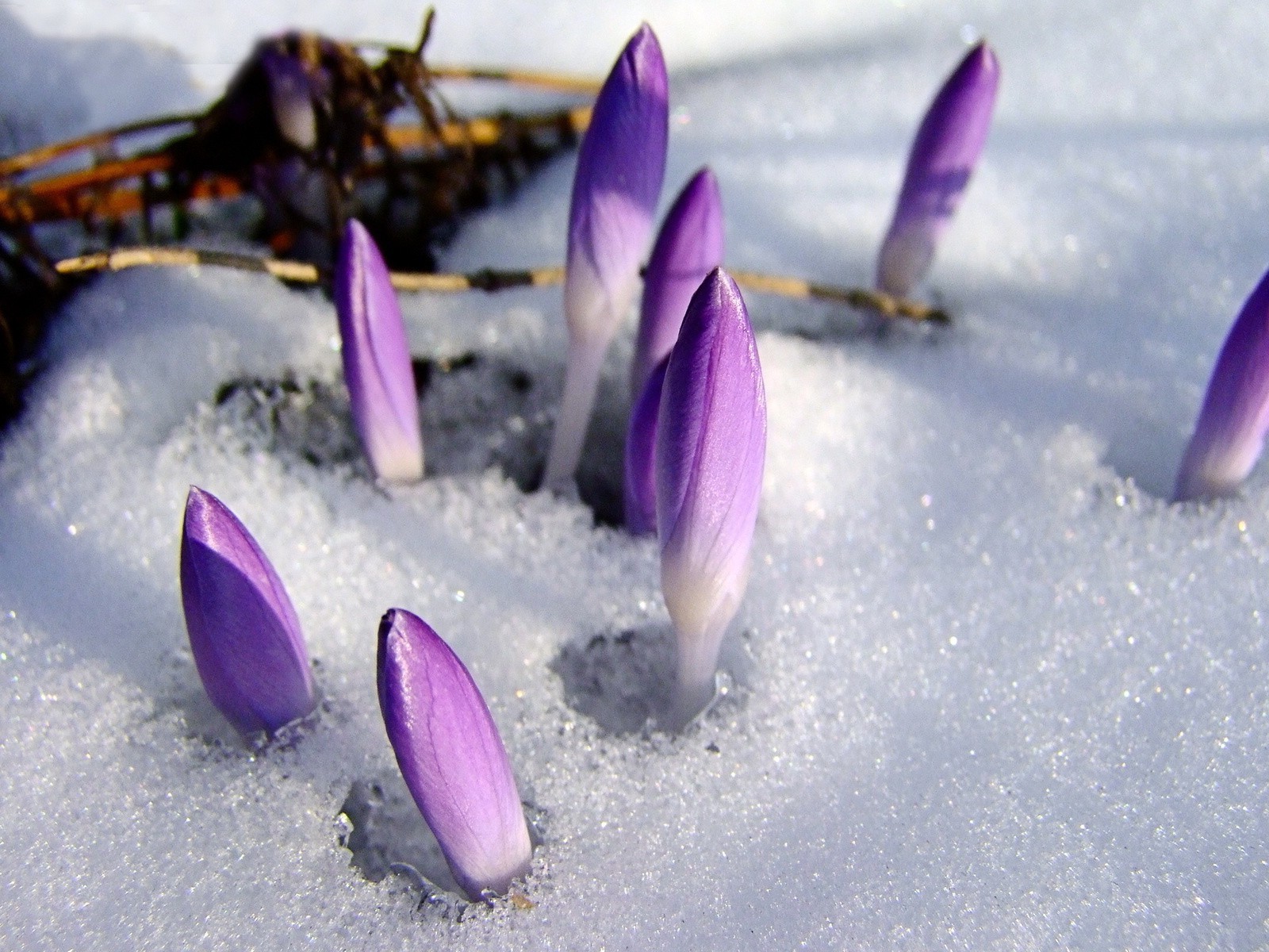 зима снег цветок природа мало лепесток крокус сезон крупным планом цветочные холодная