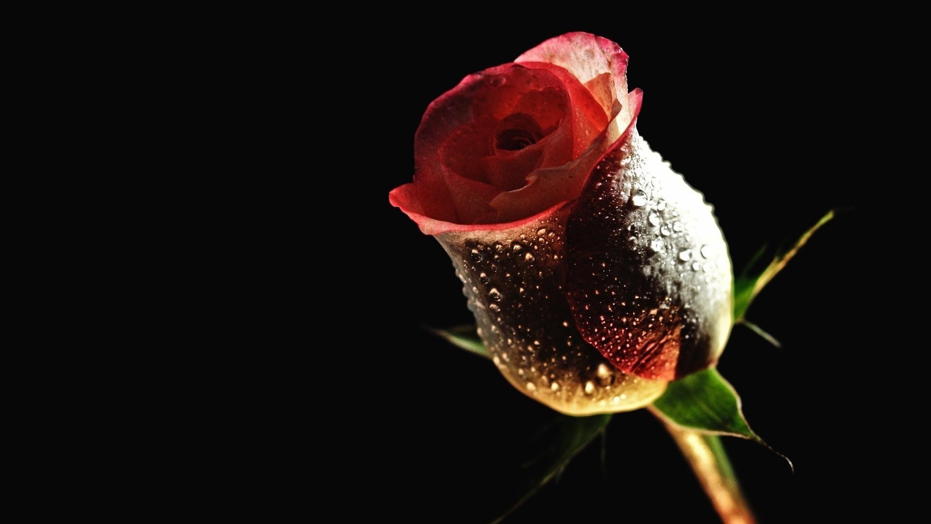 цветы цветок роза природа рабочего стола красивые цвет лепесток флора лист любовь цветочные падение блюминг крупным планом романтика изолированные