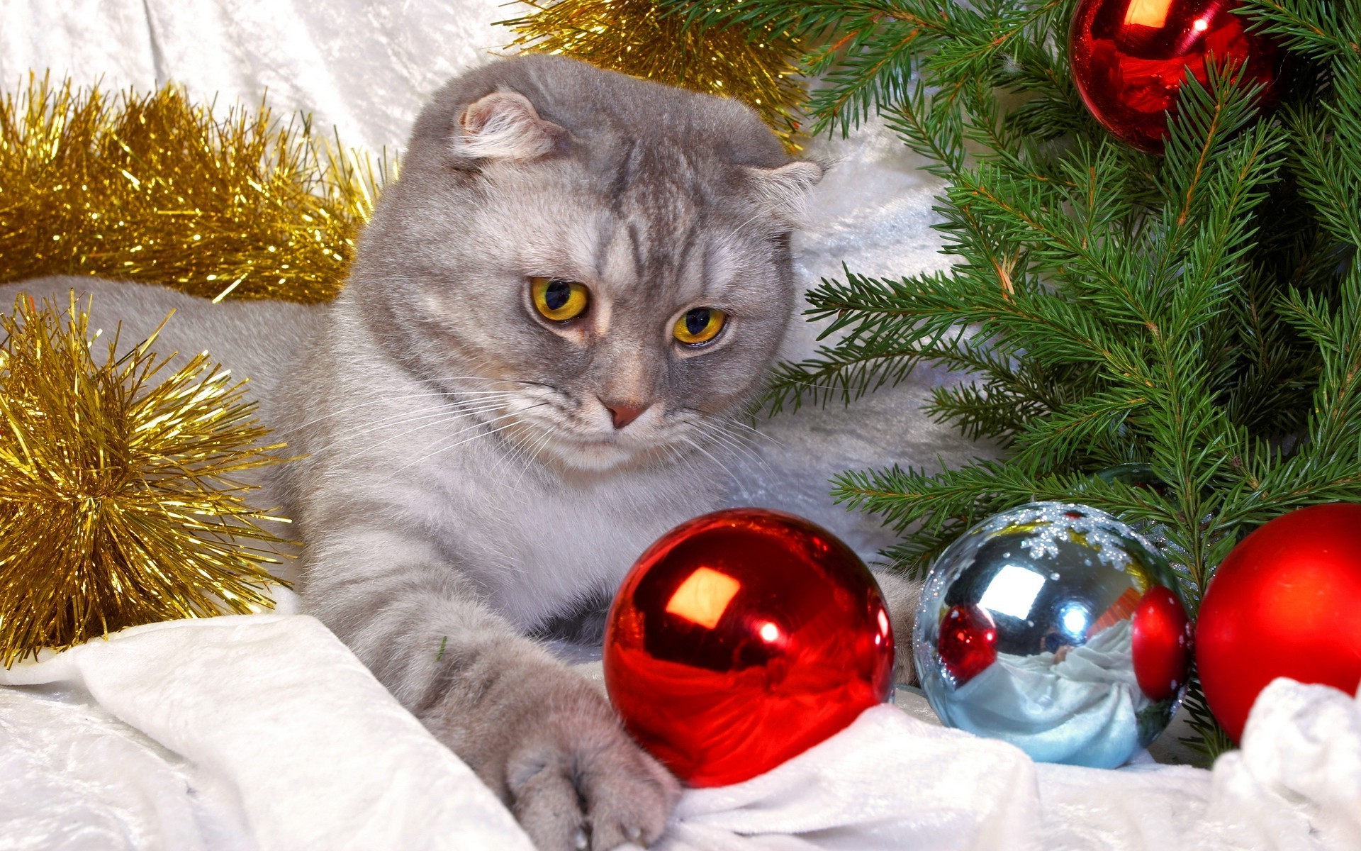 кошки рождество зима мяч праздник дерево украшения