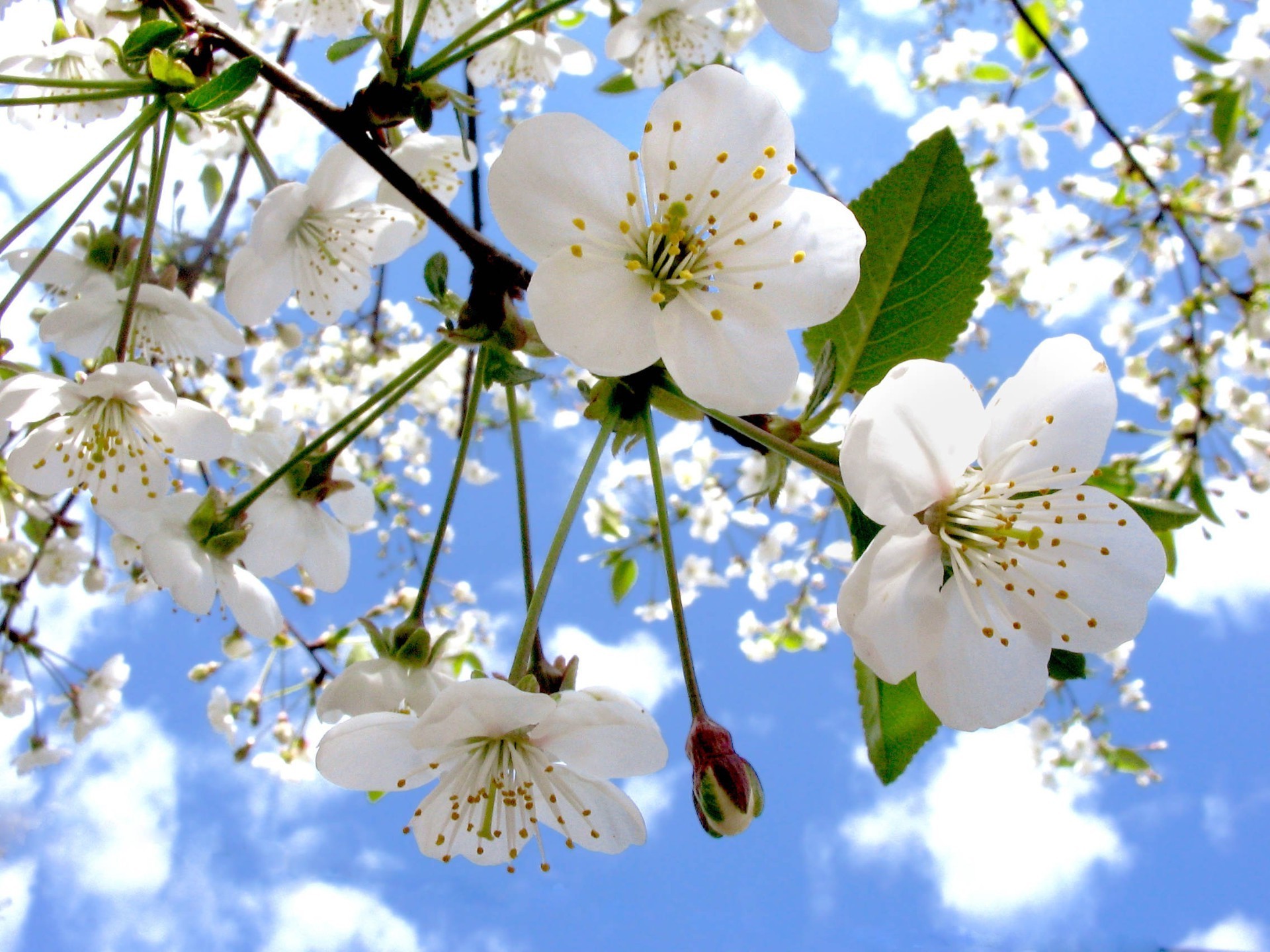 весна цветок вишня филиал природа флора дерево блюминг сезон яблоко сад лепесток дружище лист цветочные рост лето сливы красивые яркий крупным планом