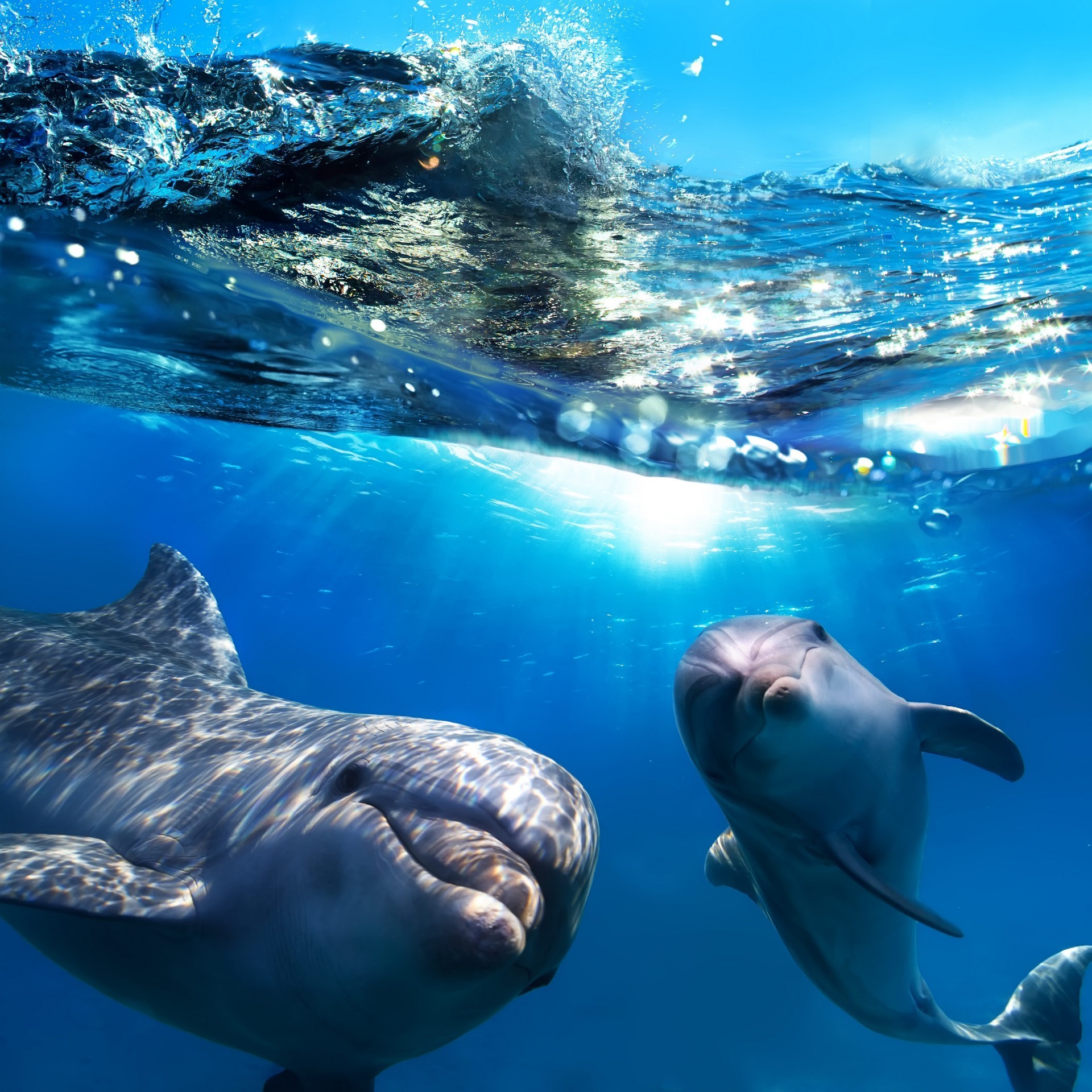 животные подводный воздуходувки плавание дельфин кит воды рыбы океан дайвинг море шарк аквариум морской фин дикой природы водный
