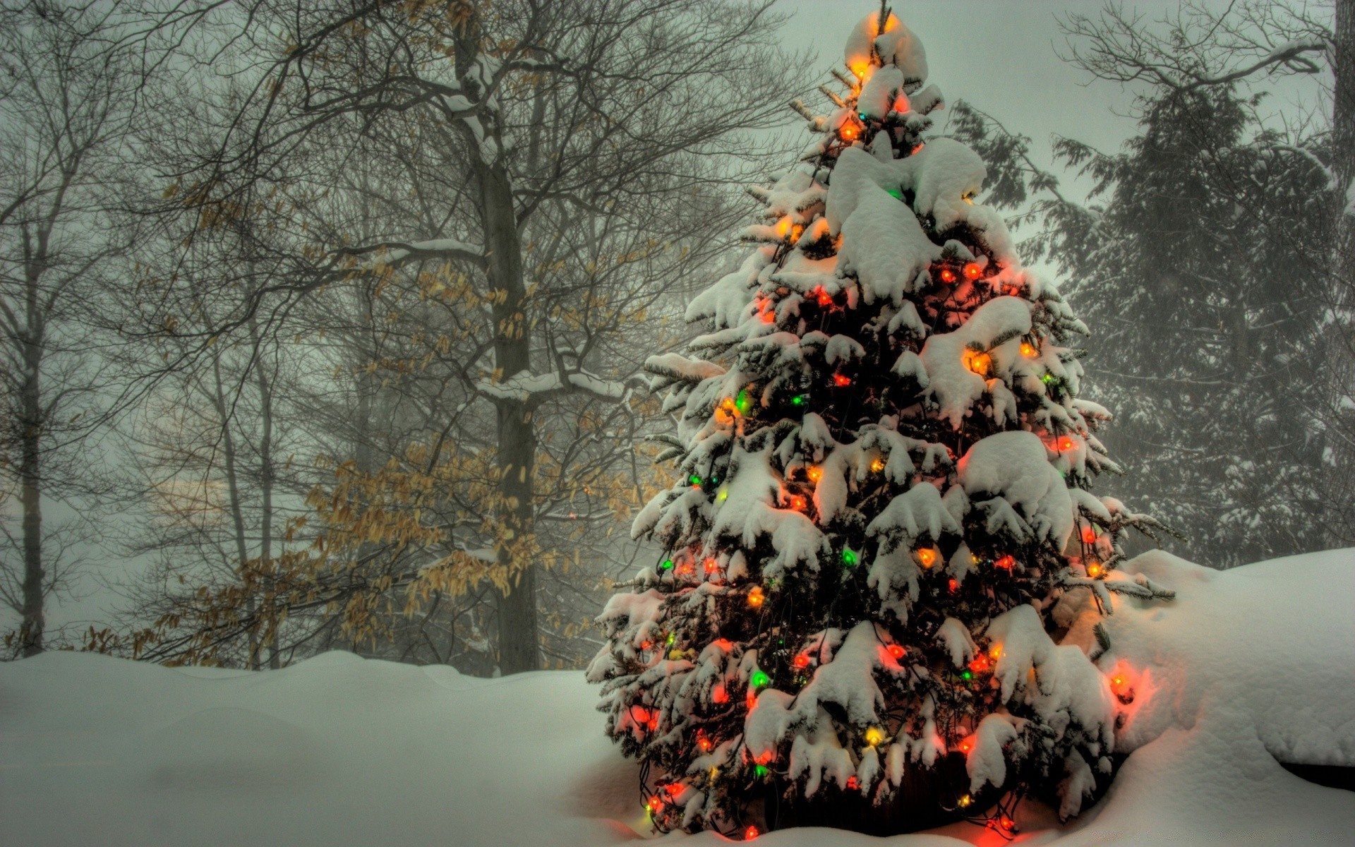 рождество зима снег дерево мороз холодная погода замороженные лед древесины филиал на открытом воздухе сезон пейзаж дневной свет осень сугроб морозный