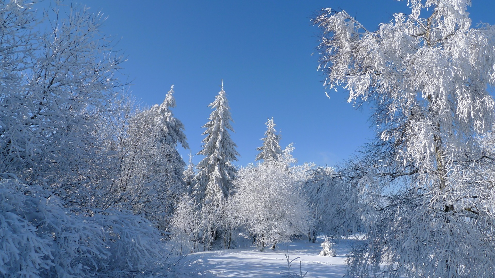 зима снег холодная мороз древесины замороженные лед дерево морозный сезон снежное погода живописный пейзаж ледяной горы холодок