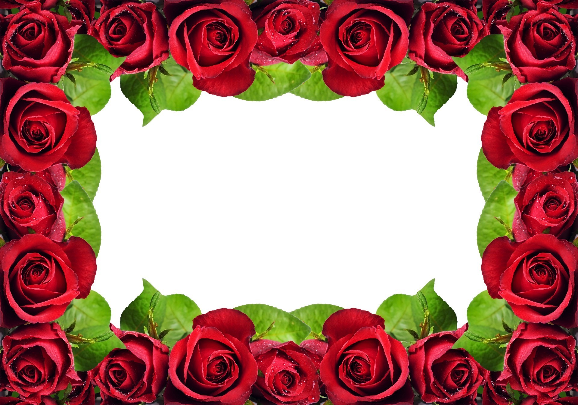 праздники роза романтика любовь цветочные букет лепесток цветок свадьба юбилей романтический брак лист блюминг подарок флора кластер элегантный украшения дружище день рождения
