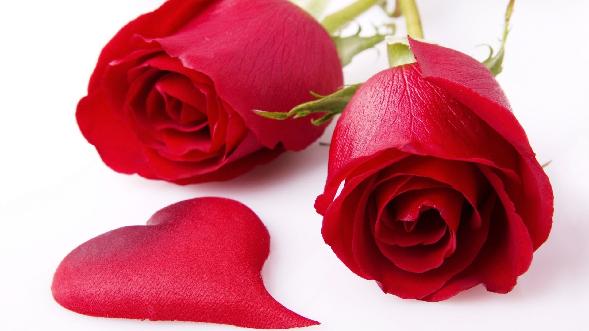 любовь и романтика роза любовь цветок романтика лепесток букет подарок цветочные романтический свадьба юбилей блюминг дружище день рождения природа лист любовь
