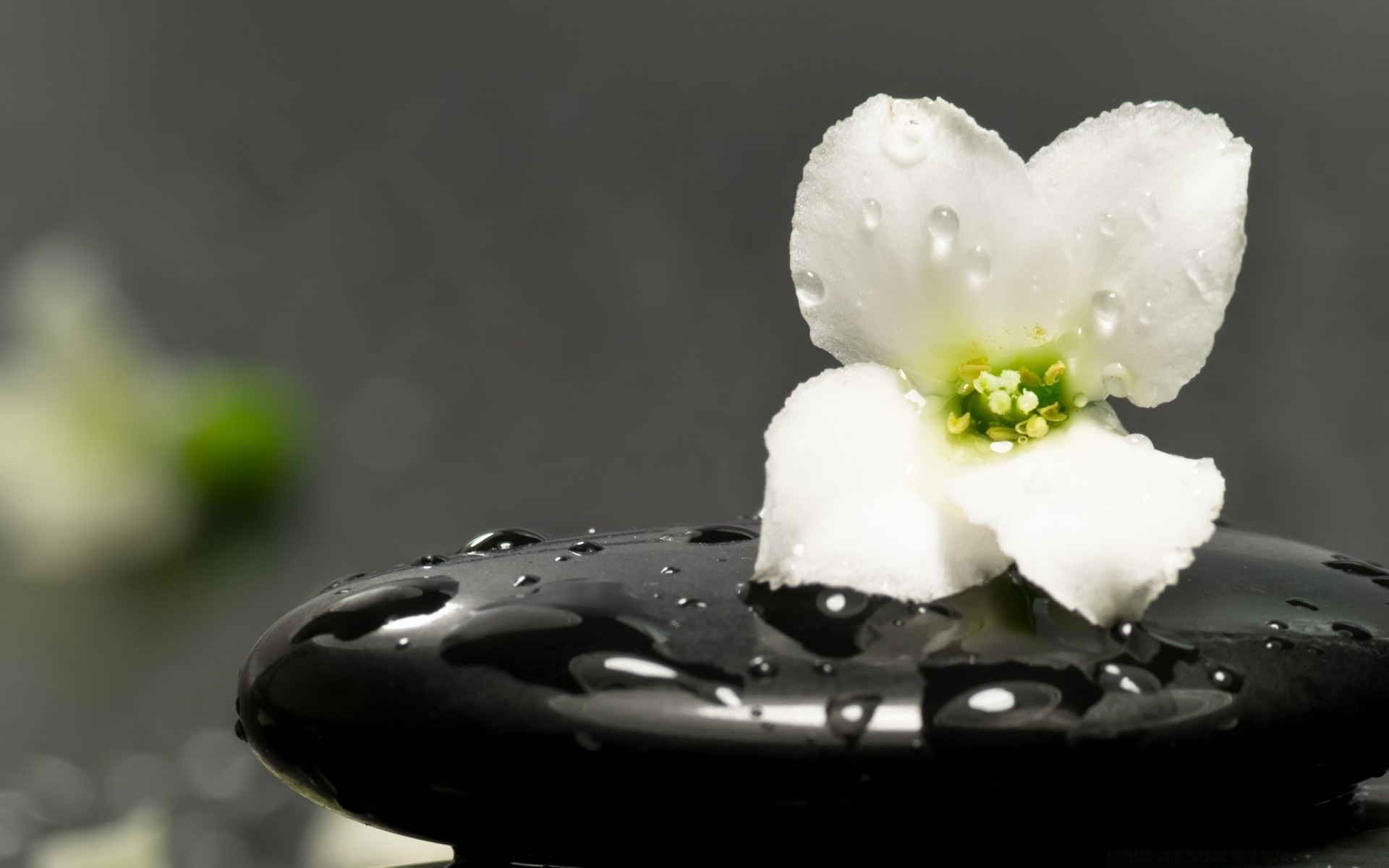 макросъемка цветок природа размытость натюрморт дождь