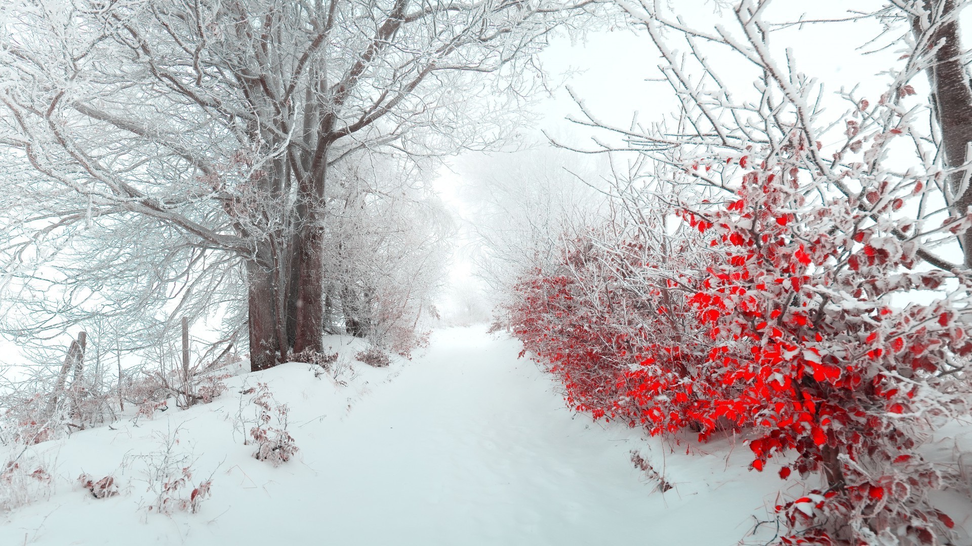 зима снег мороз холодная дерево замороженные филиал древесины сезон погода лед морозный пейзаж пургу снег-белый туман живописный снежное