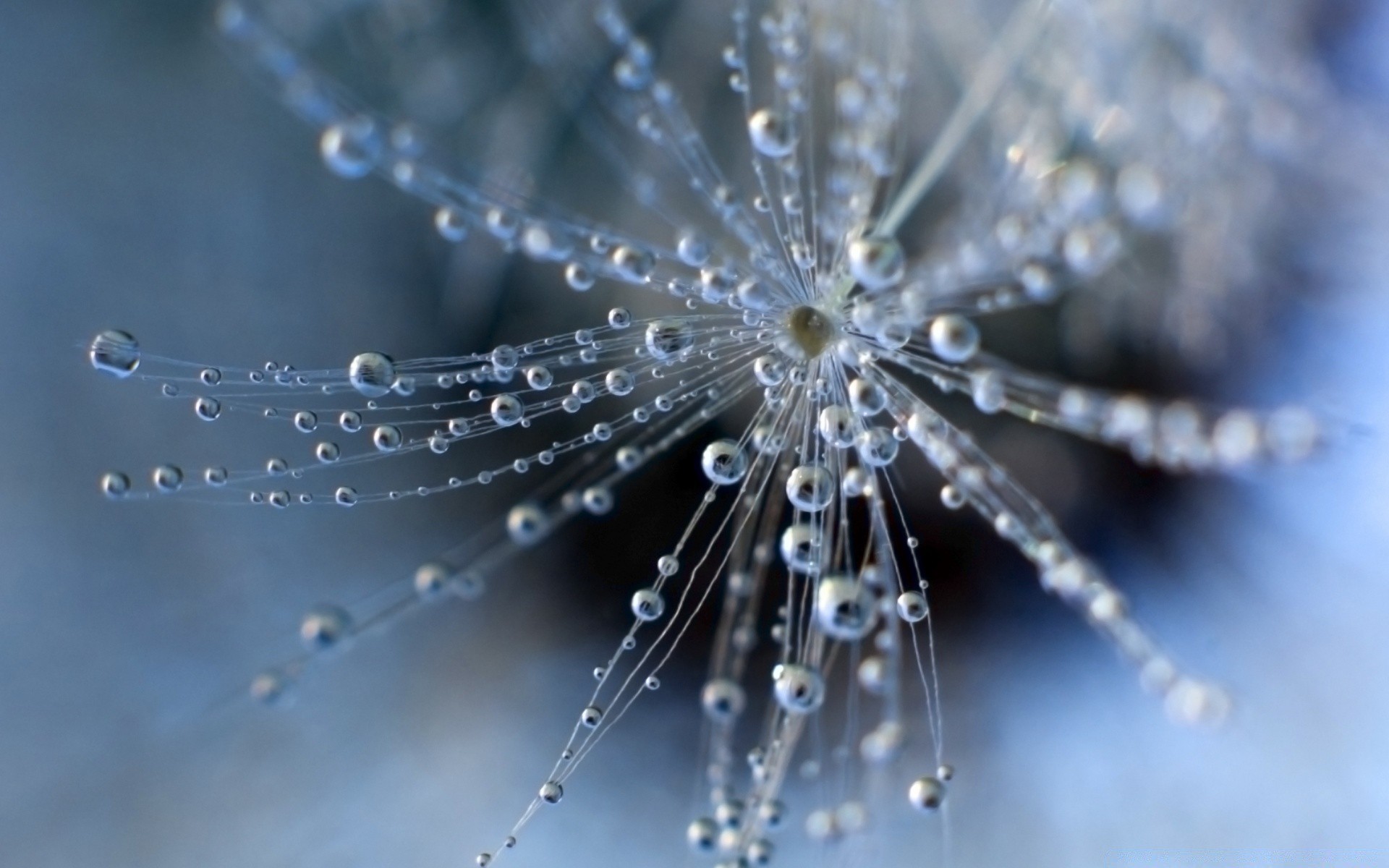 макросъемка паук росы падение паутинкой воды паутинку мокрый дождь природа свет светит нить аннотация рабочего стола паукообразный подключение