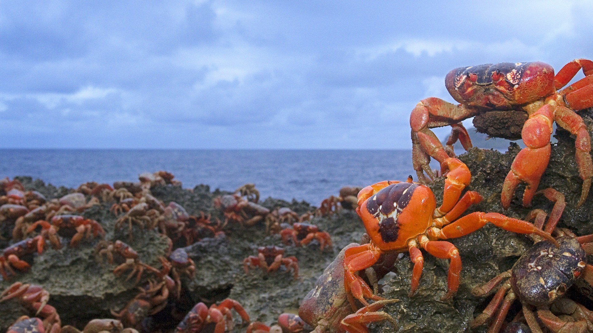 краб море океан моллюски рачок воды морской моря природа беспозвоночных пляж рыбы морепродукты на открытом воздухе остров лобстер залив тропический пейзаж