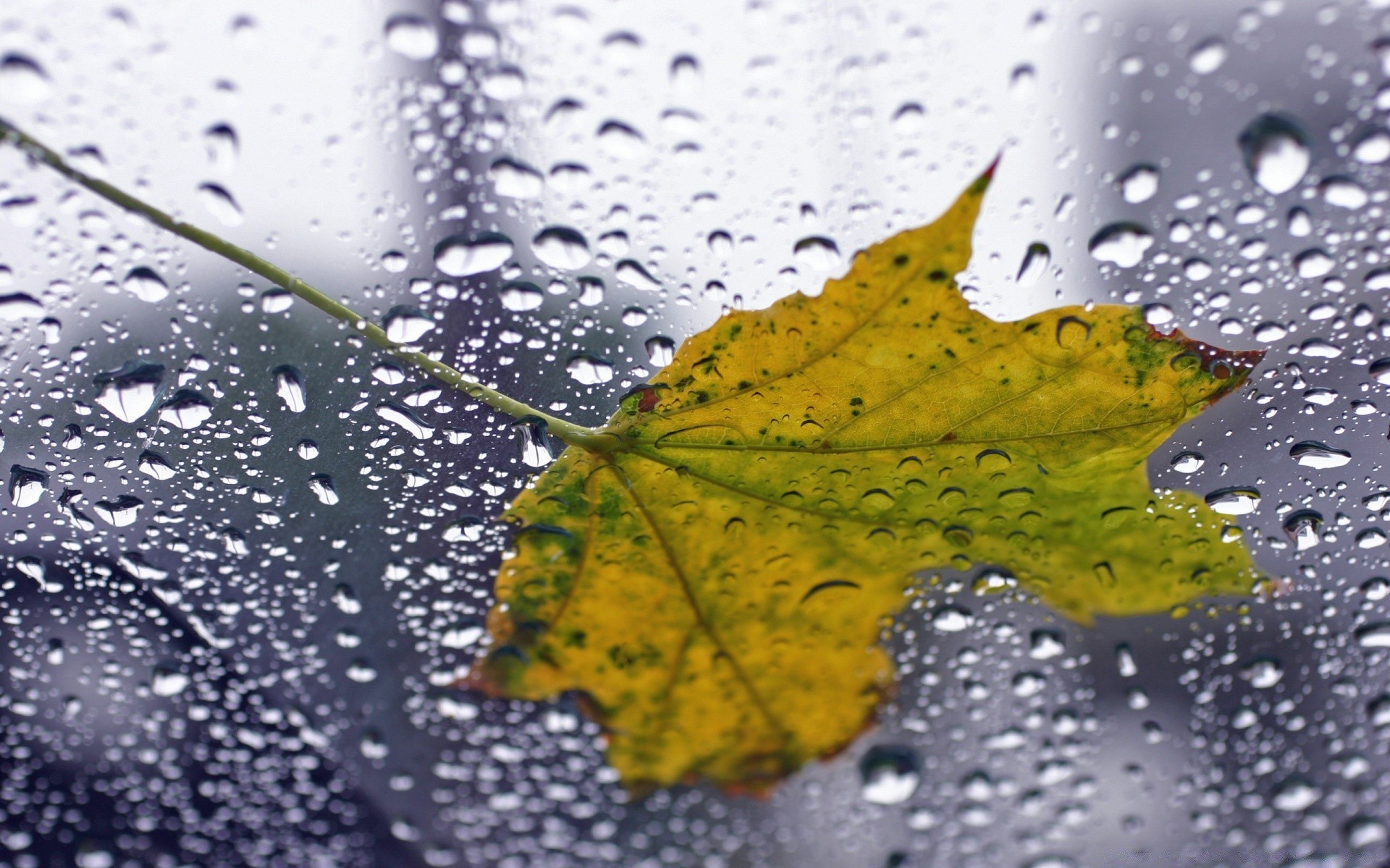макросъемка дождь мокрый падение росы воды капли пузырь всплеск лист жидкость чистые капли осень природа водослива чистота понятно отражение