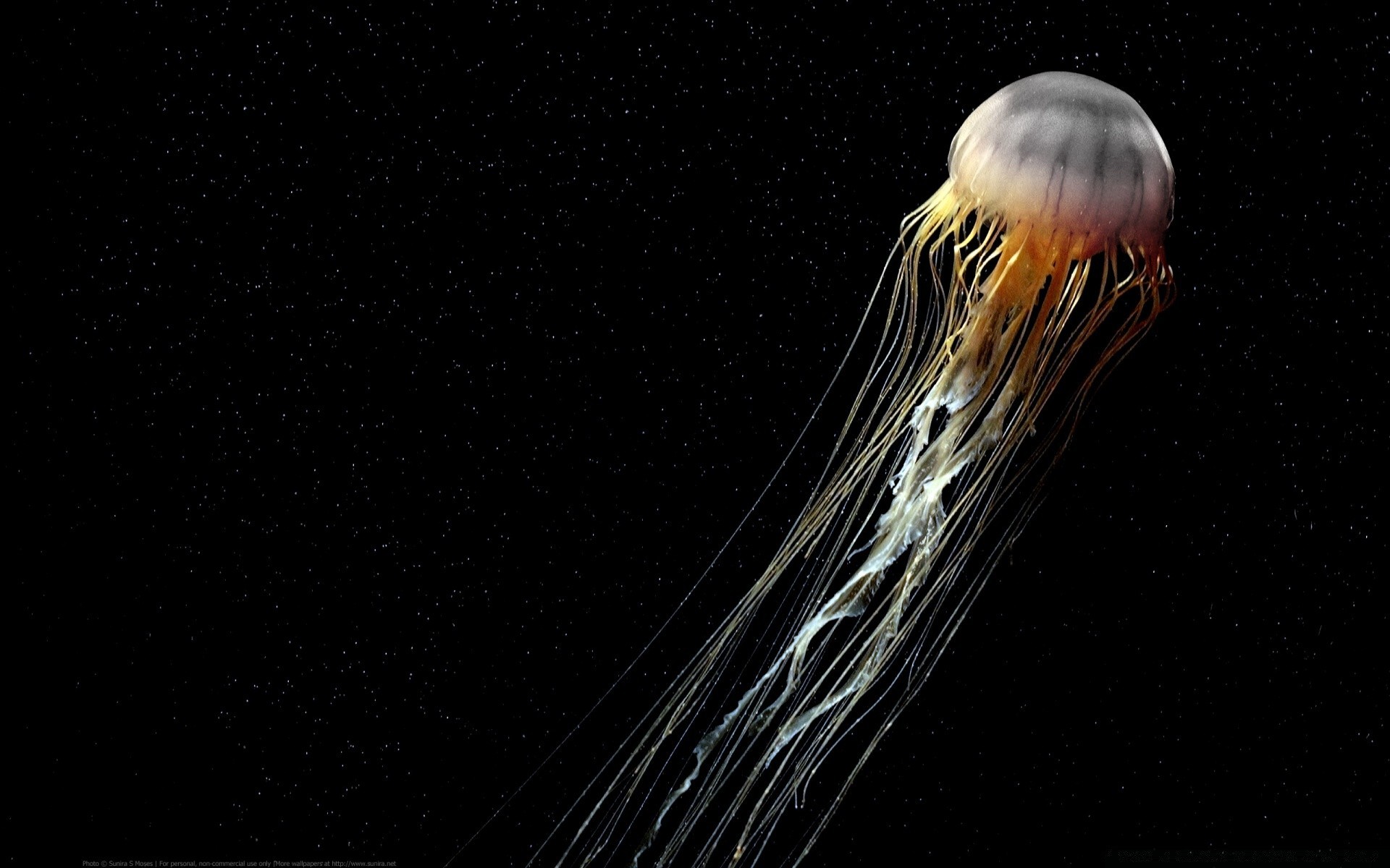 морские животные наука беспозвоночных рабочего стола разведка луна биология медузы