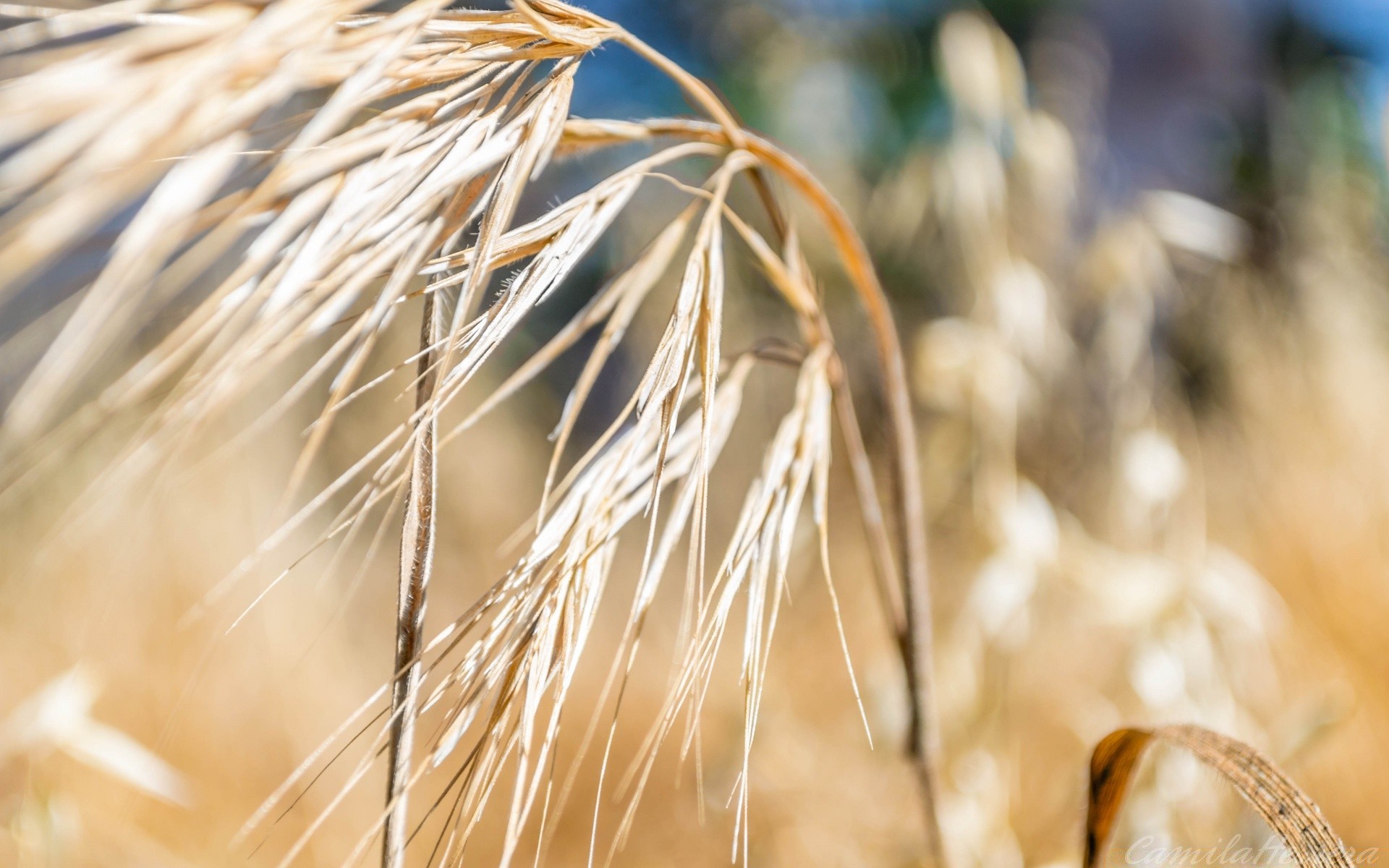 макросъемка пшеницы сельских лето соломы хлеб природа пастбище золото трава хлопья на открытом воздухе рожь яркий поле семян солнце урожай кукуруза рост